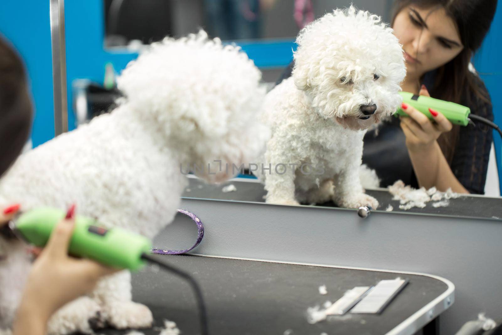 Groomer trimming a small dog Bichon Frise with an electric hair clipper. Cutting hair in the dog hairdresser a dog Bichon Frise. Hairdresser for animals. by StudioPeace
