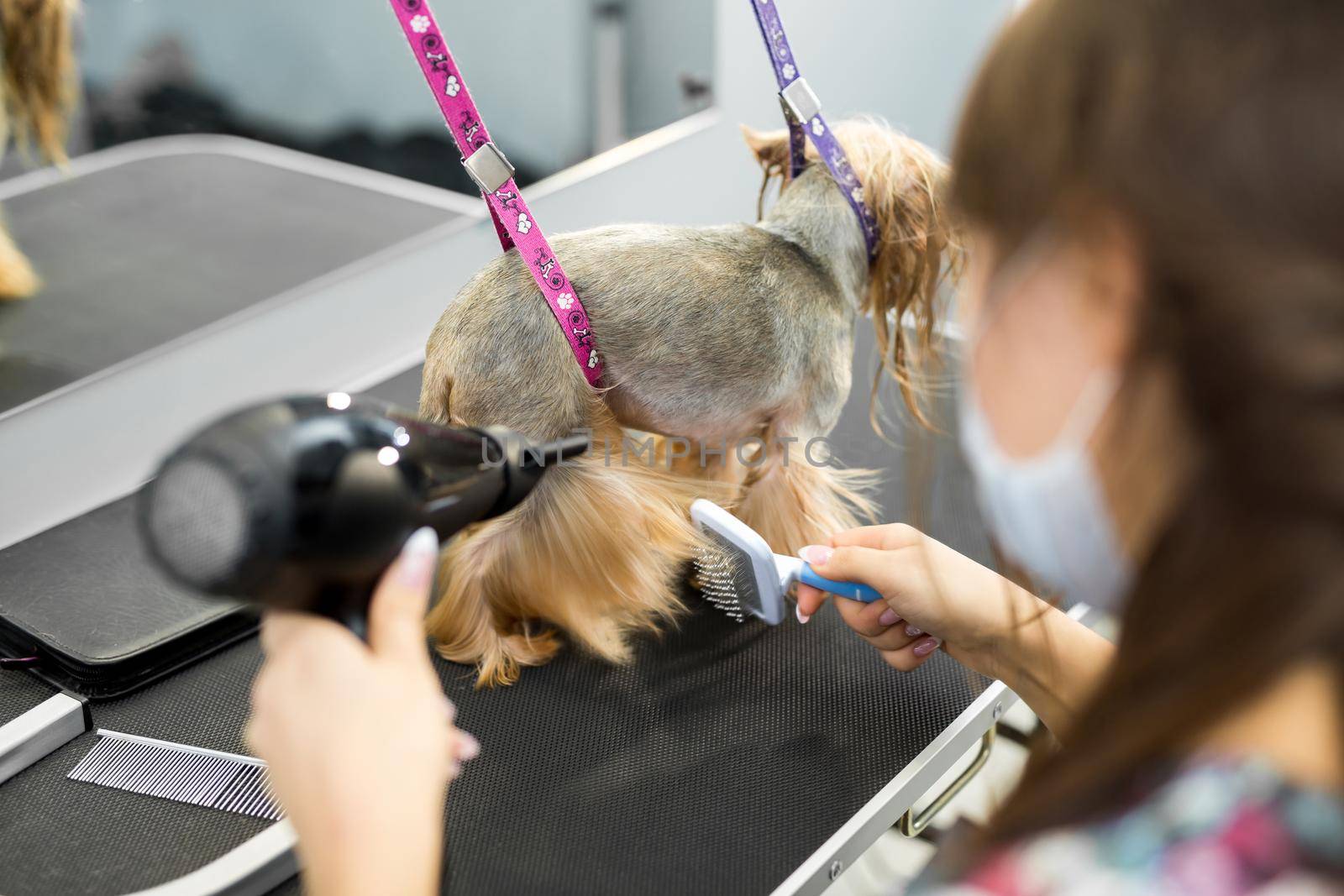 Veterinarian blow-dry a Yorkshire terrier hair in a veterinary clinic, close-up. by StudioPeace