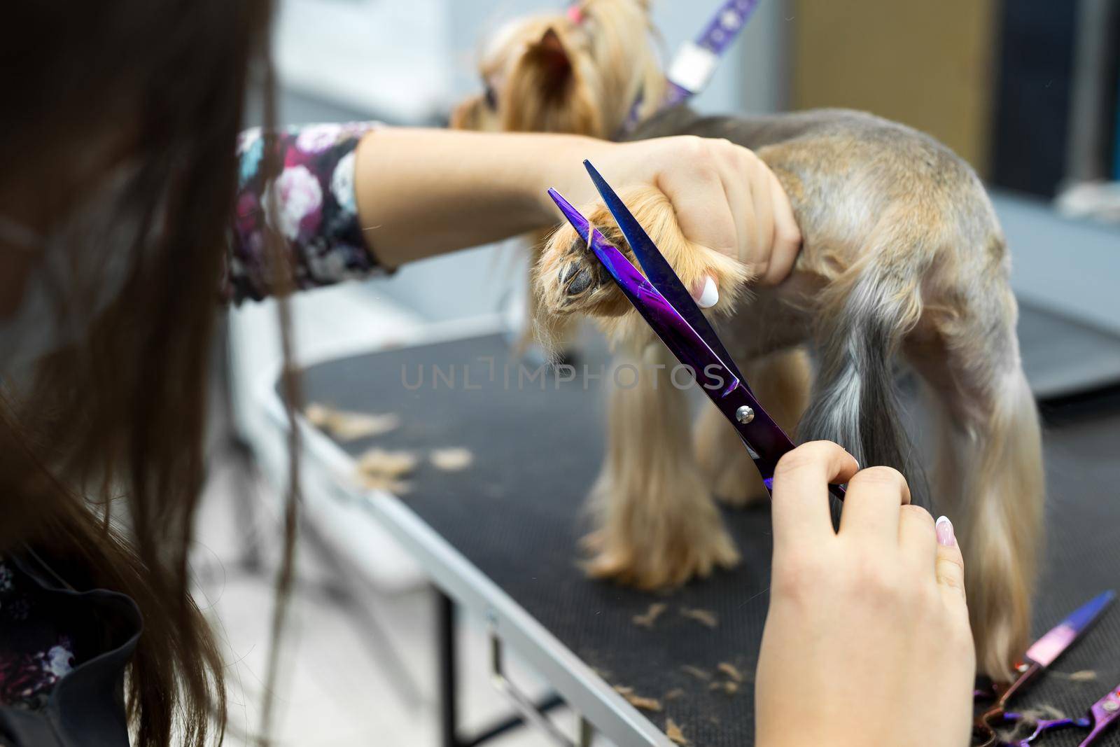 Female groomer haircut yorkshire terrier on the table for grooming in the beauty salon for dogs. Toned image. process of final shearing of a dog's hair with scissors