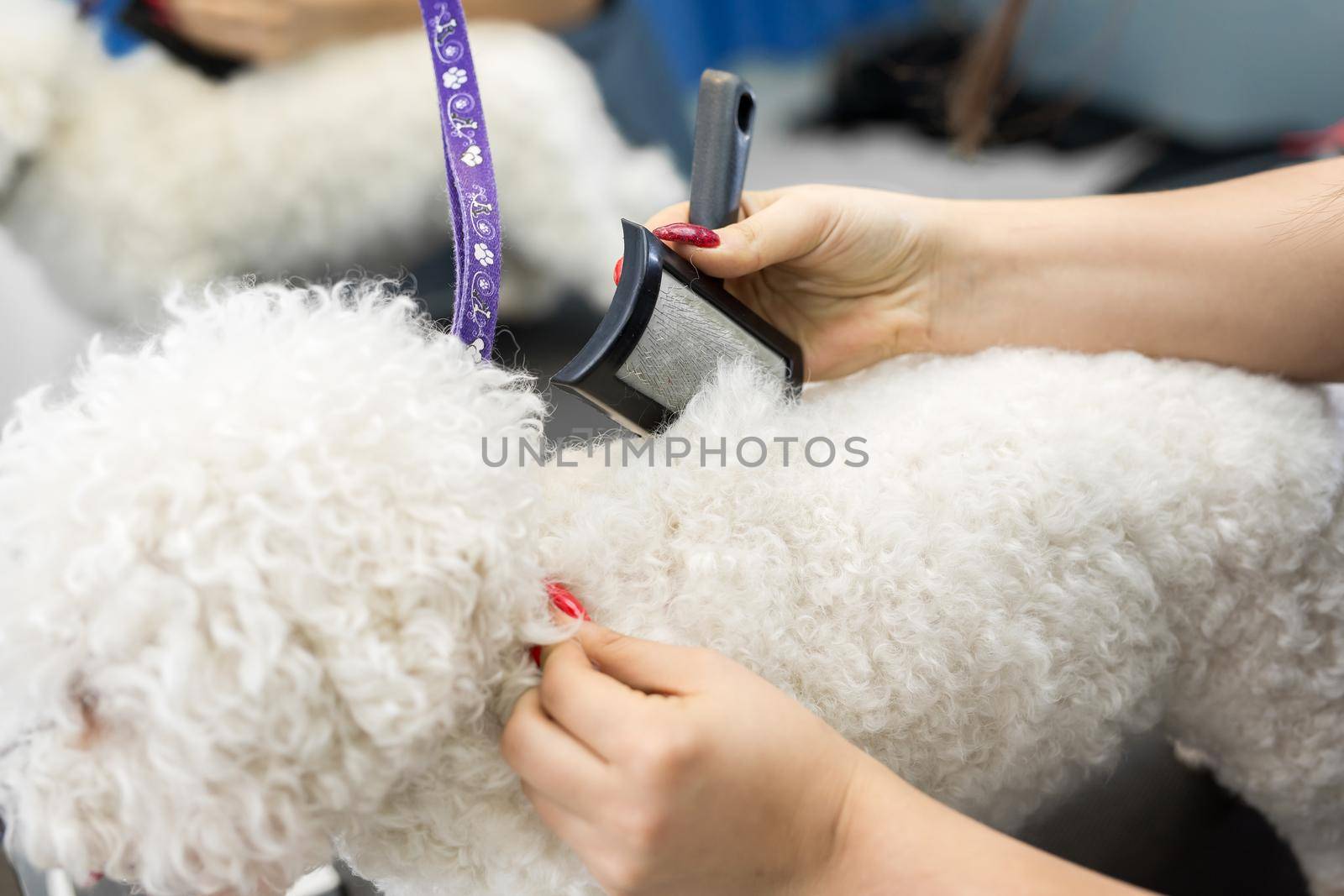Grooming animals, grooming, drying and styling dogs, combing wool. Grooming master cuts and shaves, cares for a dog Bichon Frise