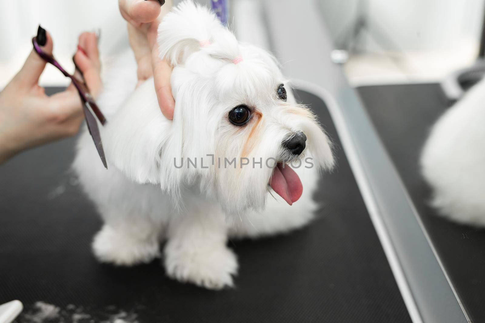 Female groomer haircut Bolonka Bolognese on the table for grooming in the beauty salon for dogs. Process of final shearing of a dog's hair with scissors by StudioPeace