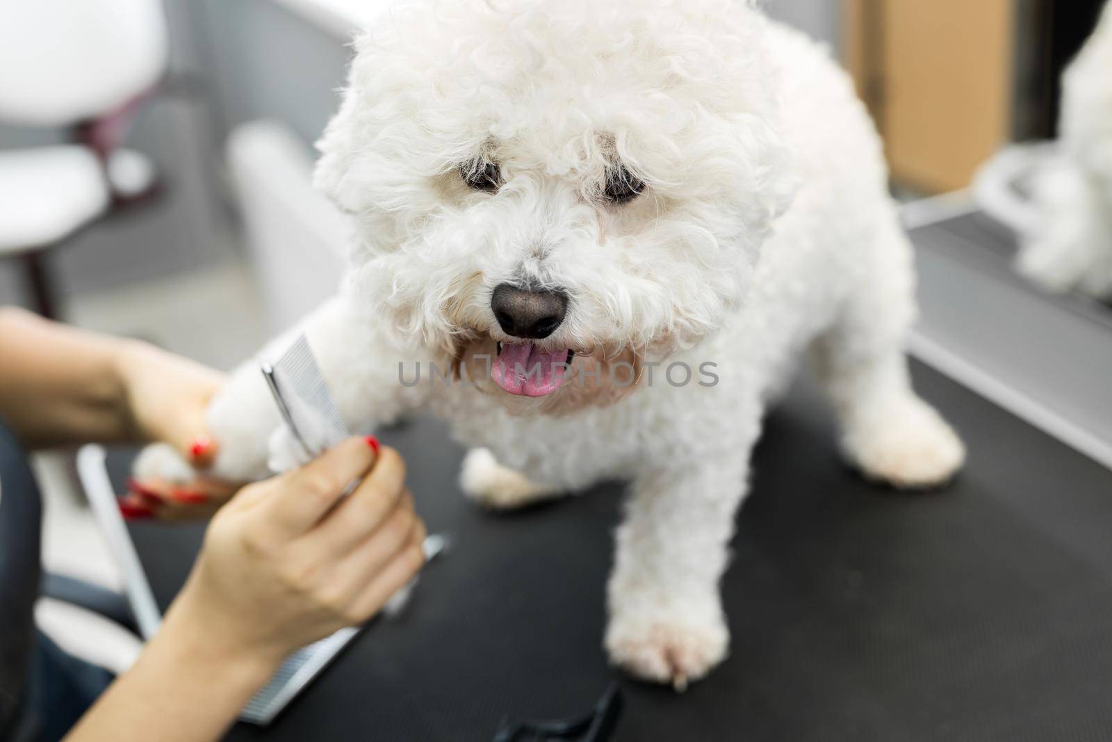 Groomer performing combing and haircut a dog Bichon Frise in the Barber shop for dogs