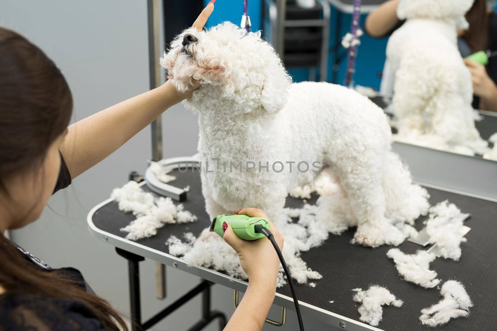 Groomer trimming a small dog Bichon Frise with an electric hair clipper. Cutting hair in the dog hairdresser a dog Bichon Frise. Hairdresser for animals. by StudioPeace