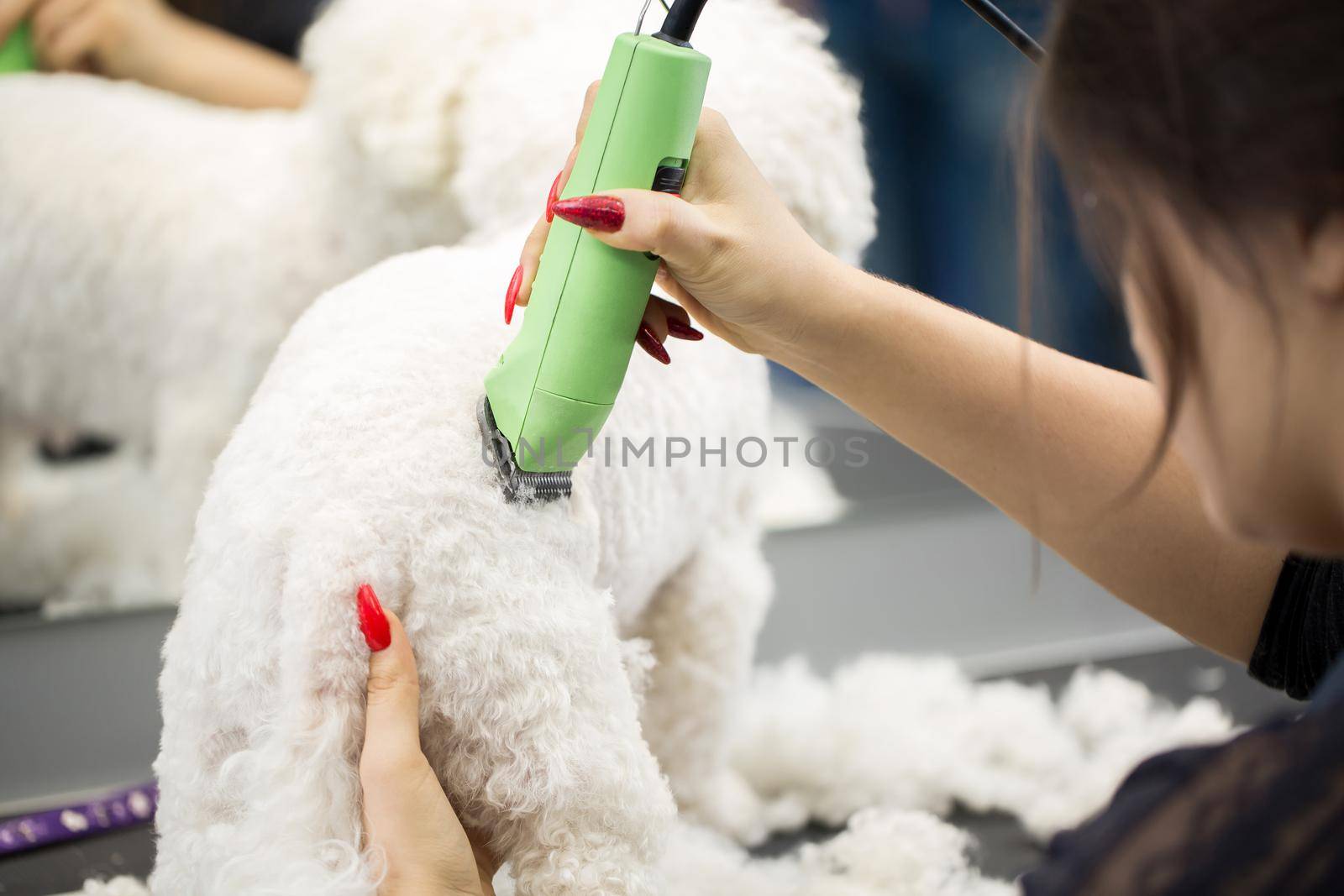 Groomer trimming a small dog Bichon Frise with an electric hair clipper. Cutting hair in the dog hairdresser a dog Bichon Frise. Hairdresser for animals