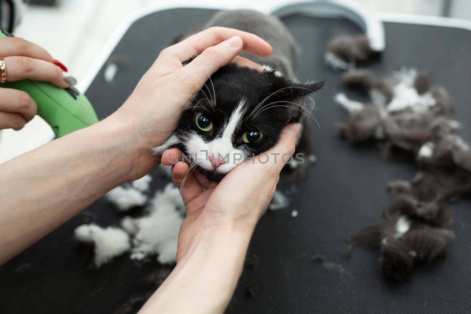 Grooming master cuts and shaves a cat, cares for a cat. The vet uses an electric shaving machine for the cat. The man helps and holds the cat's head by StudioPeace