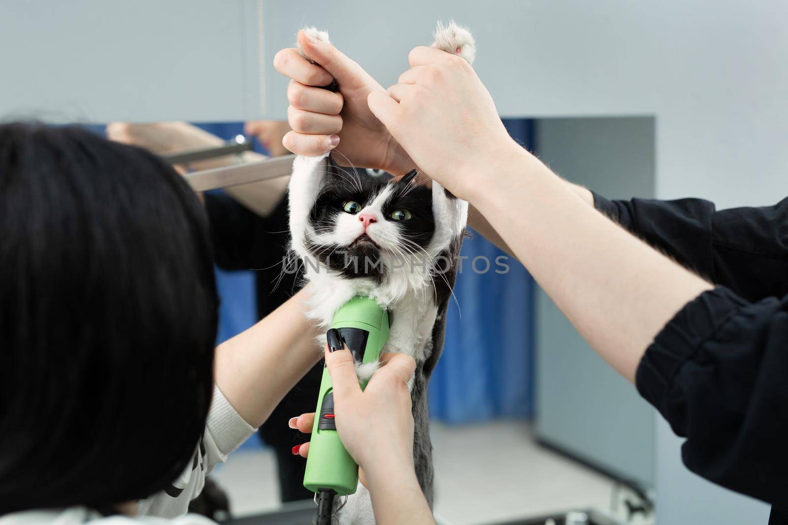 Grooming master cuts and shaves a cat, cares for a cat. The vet uses an electric shaving machine for the cat. The man helps and holds the cat by the paws.