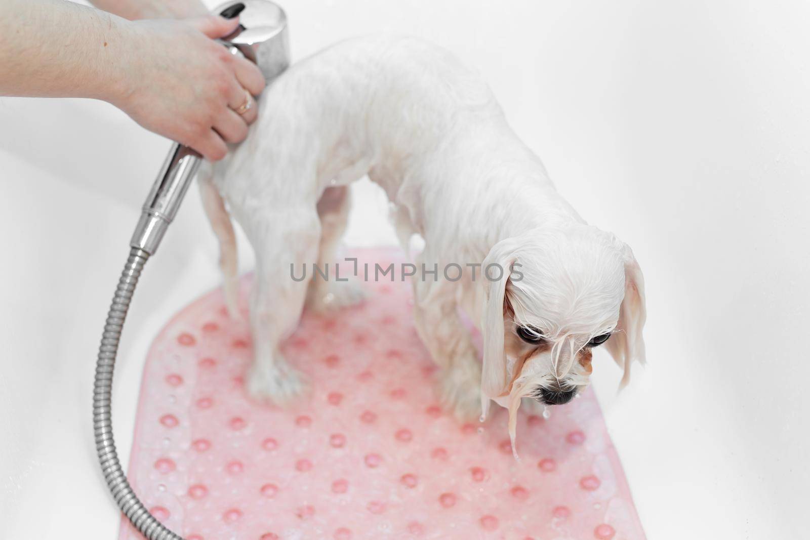 Close-up of a girl bathing her dog in the bathroom, she pours water on her from the shower. Care for a dog Bolonka Bolognese, close-up. Veterinarian. Groomer. Hairdresser for animals by StudioPeace