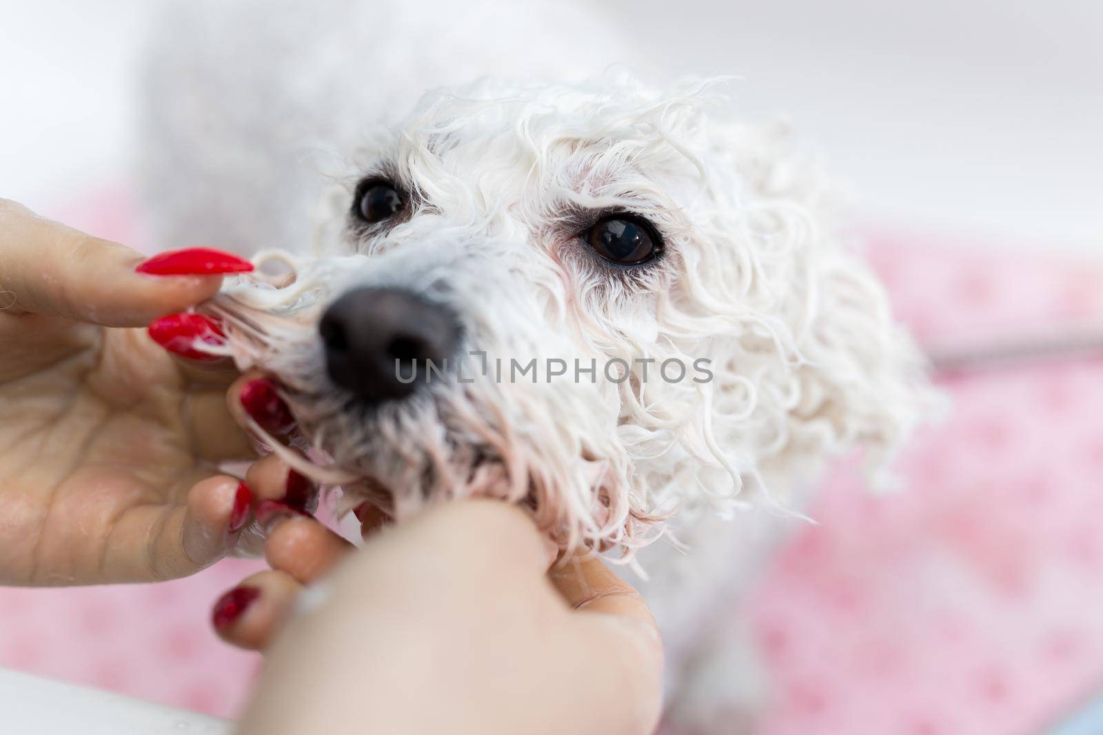 Close-up of a girl bathing her dog in the bathroom, she pours water on her from the shower. Slow motion. Care for a dog Bichon Frise, close-up. Veterinarian. Groomer. Hairdresser for animals by StudioPeace