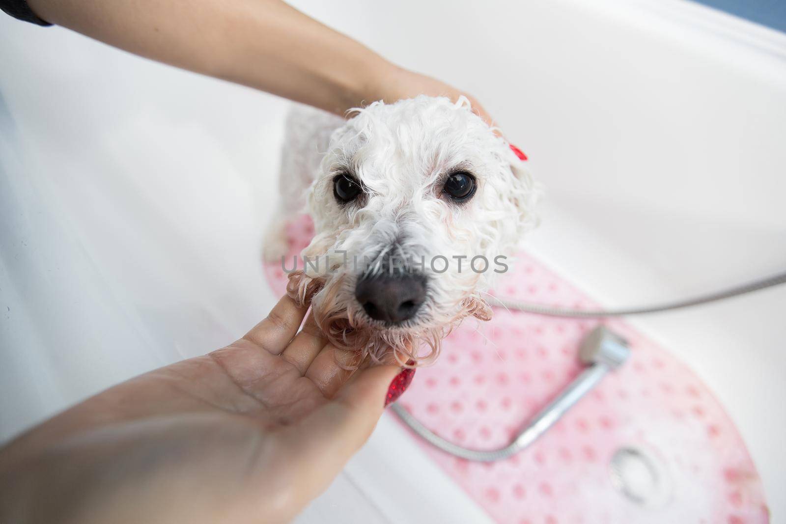 Close-up of a girl bathing her dog in the bathroom, she pours water on her from the shower. Slow motion. Care for a dog Bichon Frise, close-up. Veterinarian. Groomer. Hairdresser for animals by StudioPeace