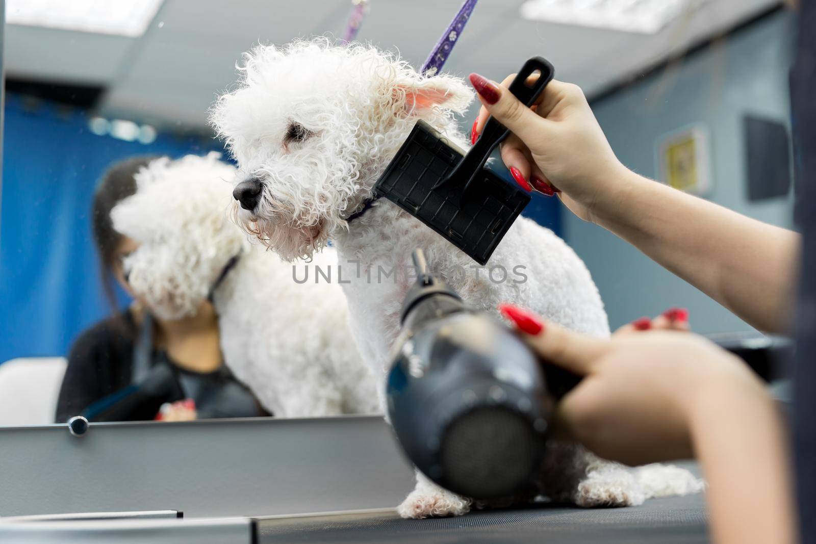 Veterinarian blow-dry a Bichon Frise hair in a veterinary clinic, close-up. Bichon Frise do haircut and grooming in the beauty salon for dogs. by StudioPeace