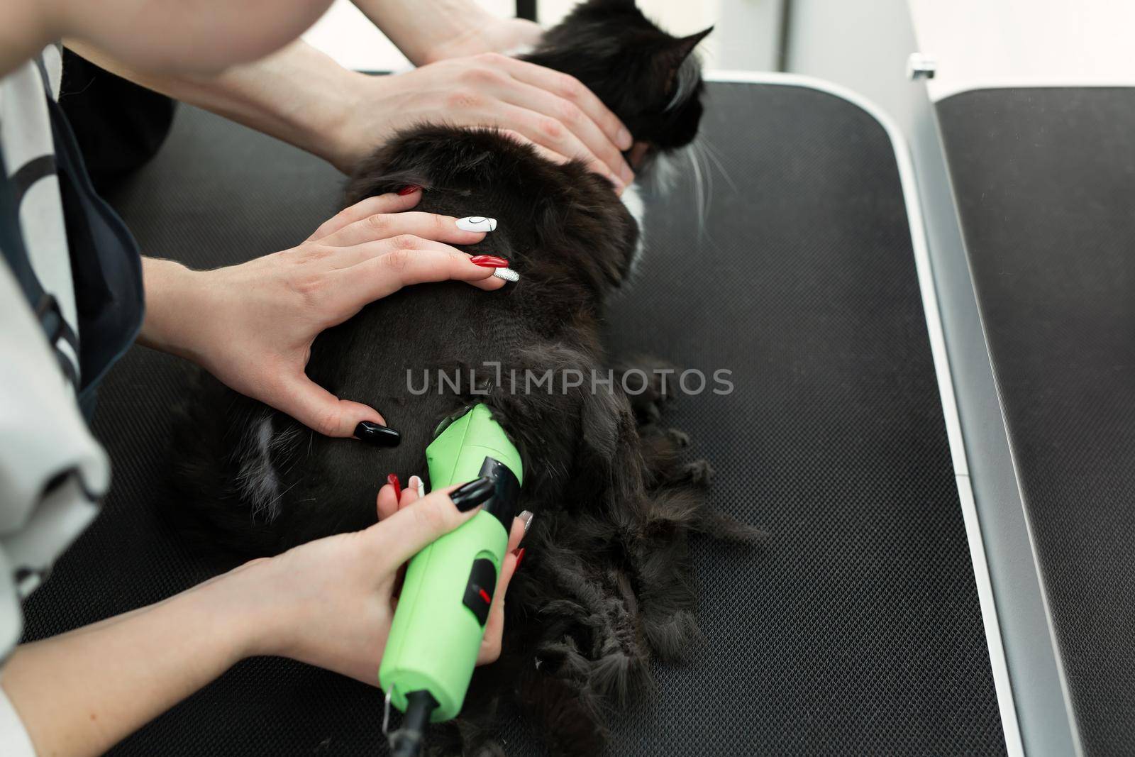 Grooming master cuts and shaves a cat, cares for a cat. The vet uses an electric shaving machine for the cat. The man helps and holds the cat's head.