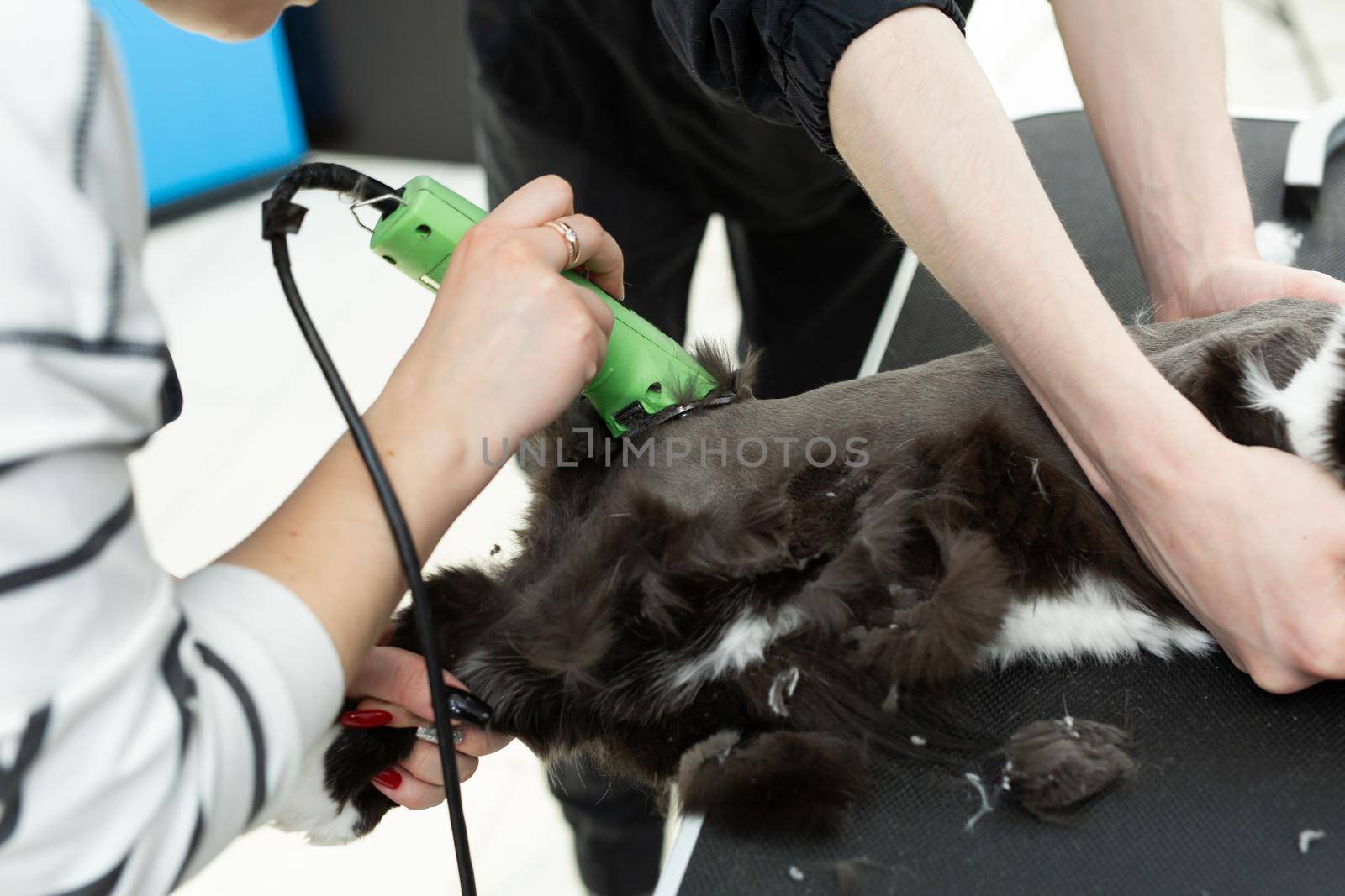 Cat grooming in pet beauty salon. Grooming master cuts and shaves a cat, cares for a cat. The vet uses an electric shaving machine for the cat by StudioPeace