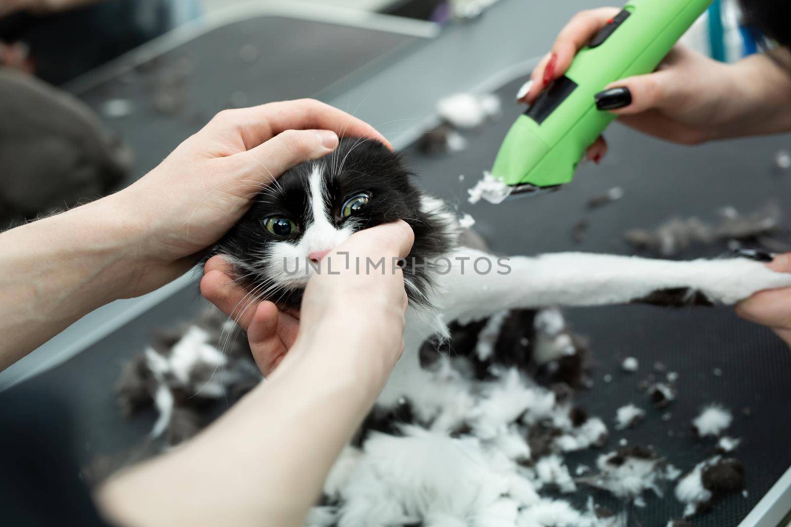 Cat grooming in pet beauty salon. Grooming master cuts and shaves a cat, cares for a cat. The vet uses an electric shaving machine for the cat.