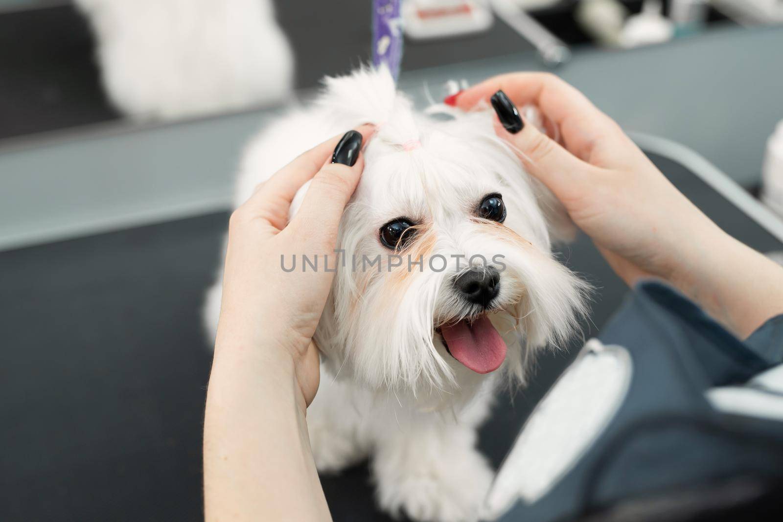 A groomer cuts a dog's hair at a veterinary clinic and makes it look like a braid on its head. Bolonka Bolognese.