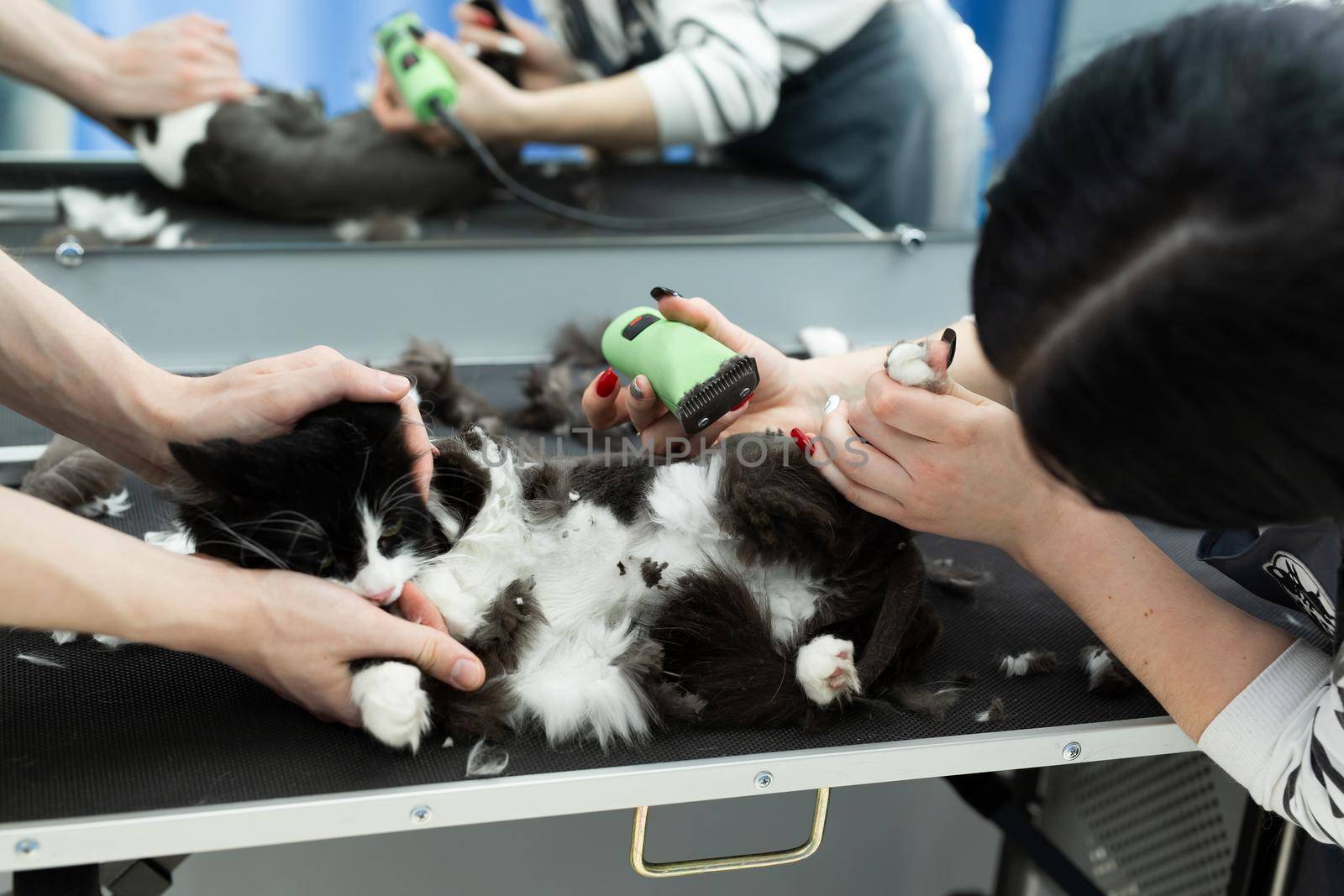 Cat grooming in pet beauty salon. Grooming master cuts and shaves a cat, cares for a cat. The vet uses an electric shaving machine for the cat.