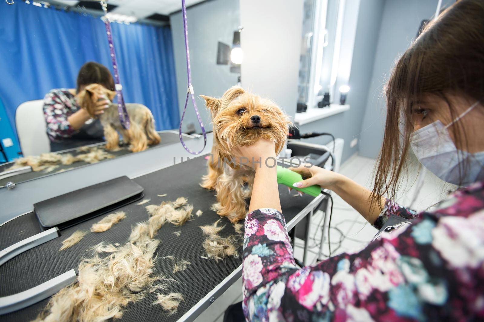 Veterinarian trimming a yorkshire terrier with a hair clipper in a veterinary clinic. Female groomer haircut Yorkshire Terrier on the table for grooming in the beauty salon for dogs