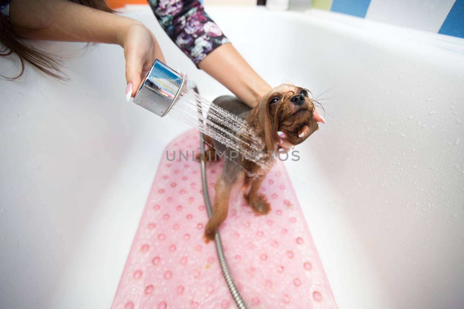 Yorkshire Terrier in the bathroom in the beauty salon for dogs. Care for yorkshire terriers close-up. Veterinarian. Groomer. Hairdresser for animals. by StudioPeace