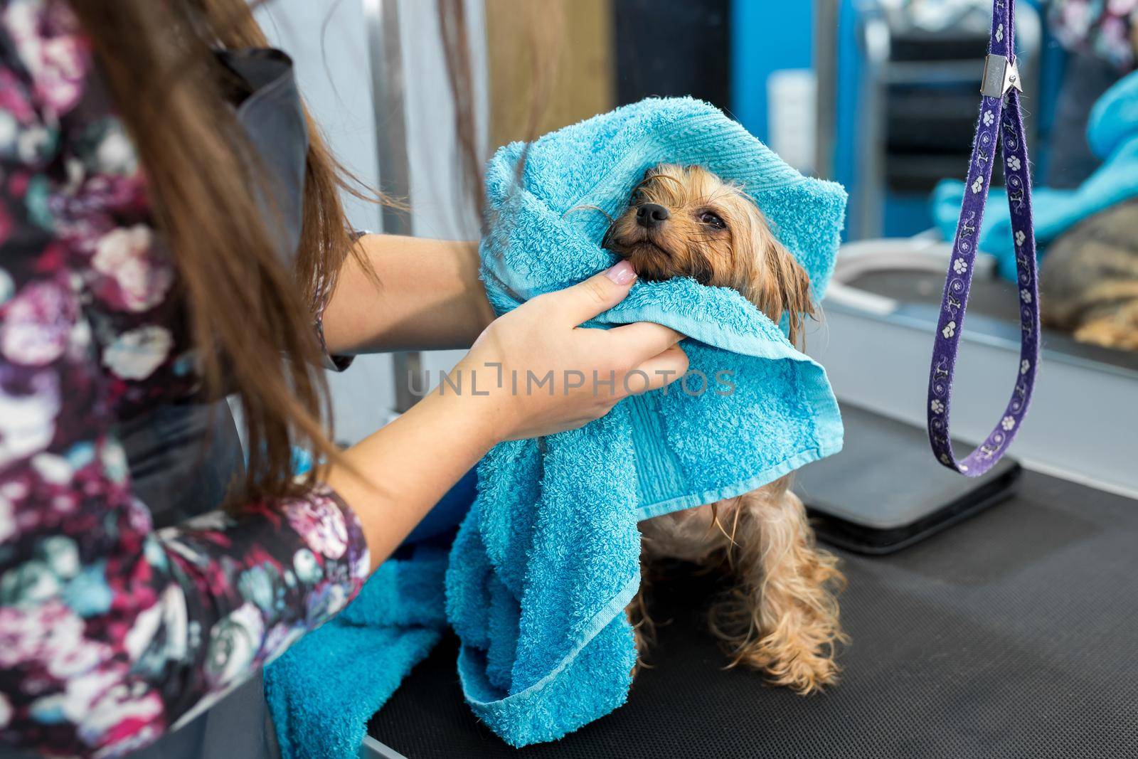 Close-up of a wet Yorkshire terrier wrapped in a blue towel on a table at a veterinary clinic. Care and care of dogs. A small dog was washed before shearing, she's cold and shivering