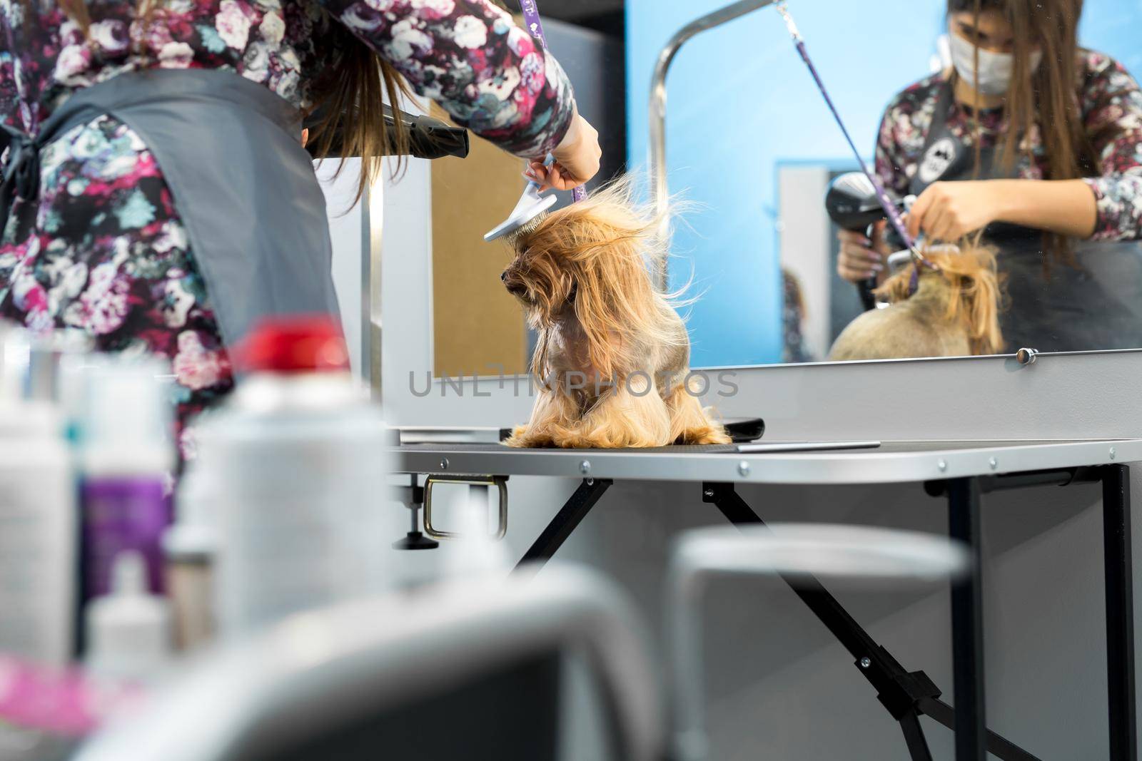 Grooming animals, grooming, drying and styling dogs, combing wool. Grooming master cuts and shaves, cares for a dog. Beautiful Yorkshire Terrier