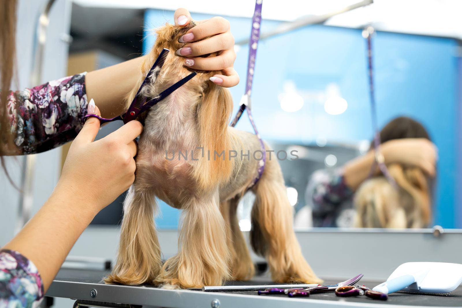 Female groomer haircut yorkshire terrier on the table for grooming in the beauty salon for dogs. Process of final shearing of a dog's hair with scissors. by StudioPeace