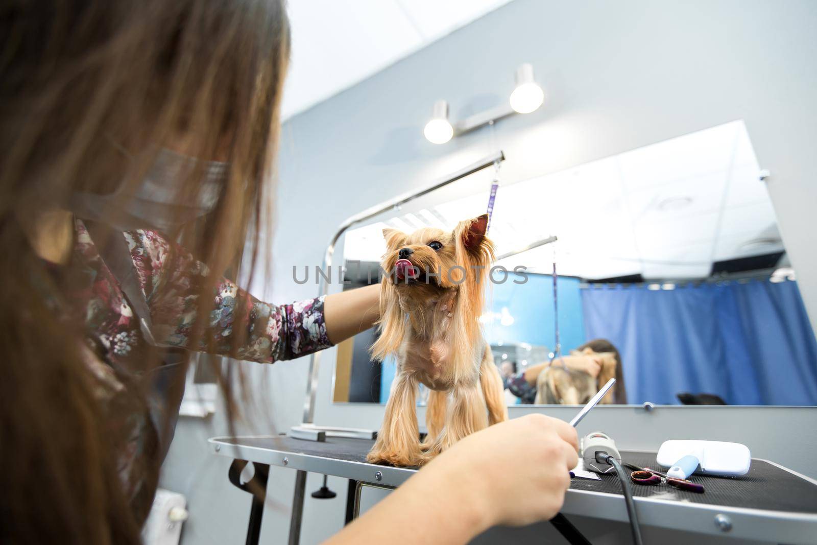 Female groomer haircut yorkshire terrier on the table for grooming in the beauty salon for dogs. Process of final shearing of a dog's hair with scissors. by StudioPeace