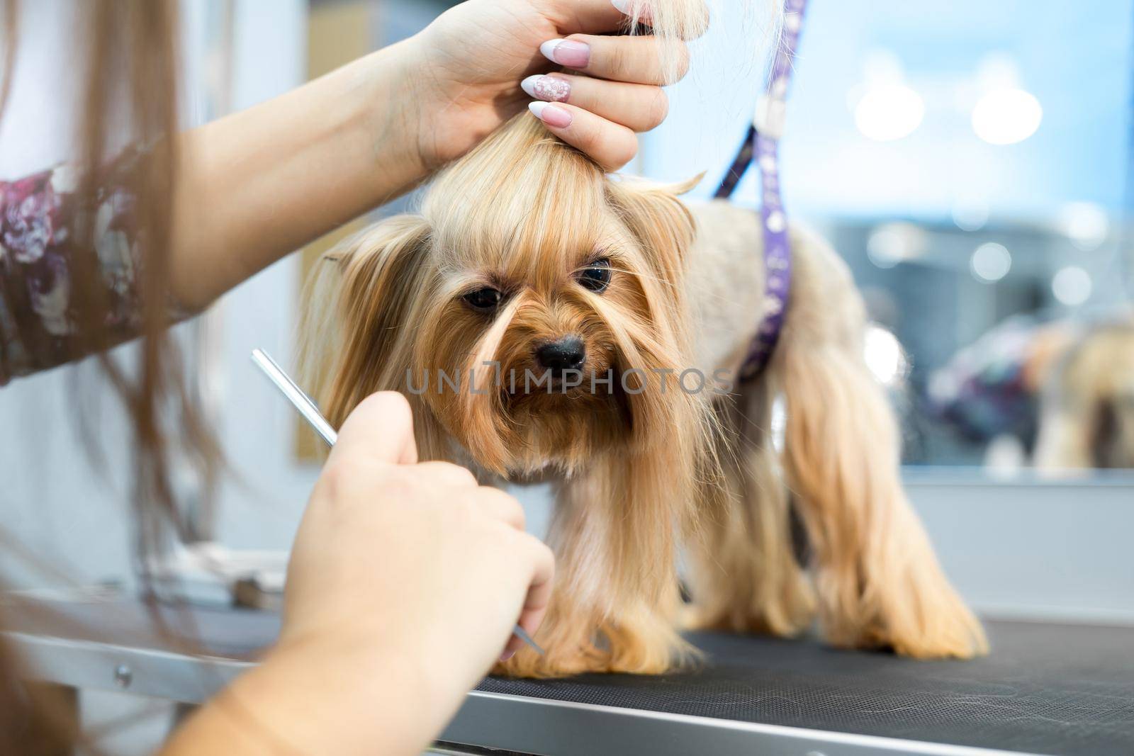 groomer puts a bow on the dog's head