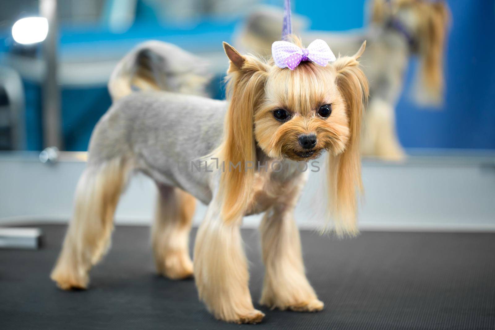 Yorkshire terrier after a haircut on the grooming table