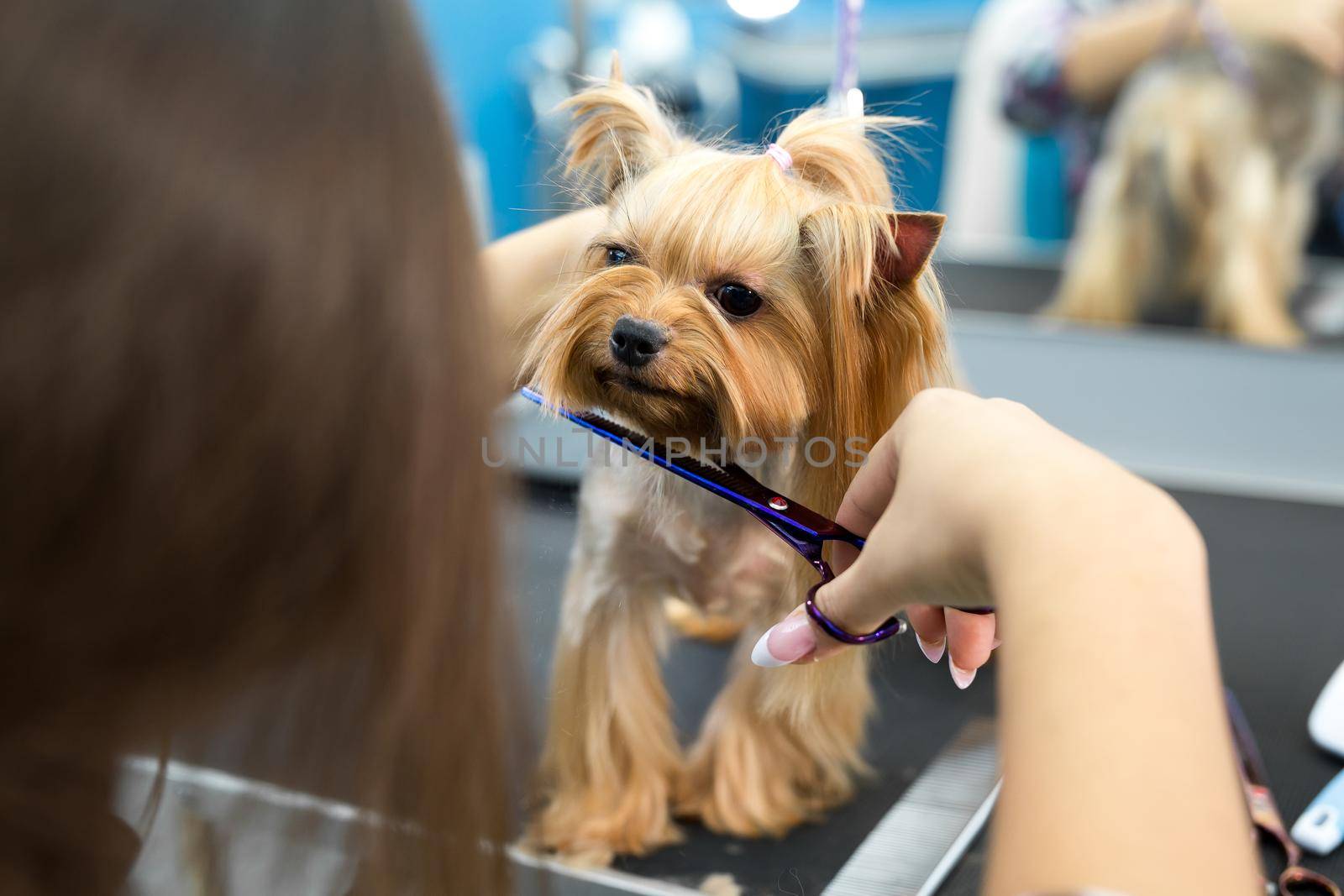 Female groomer haircut yorkshire terrier on the table for grooming in the beauty salon for dogs. Process of final shearing of a dog's hair with scissors. by StudioPeace