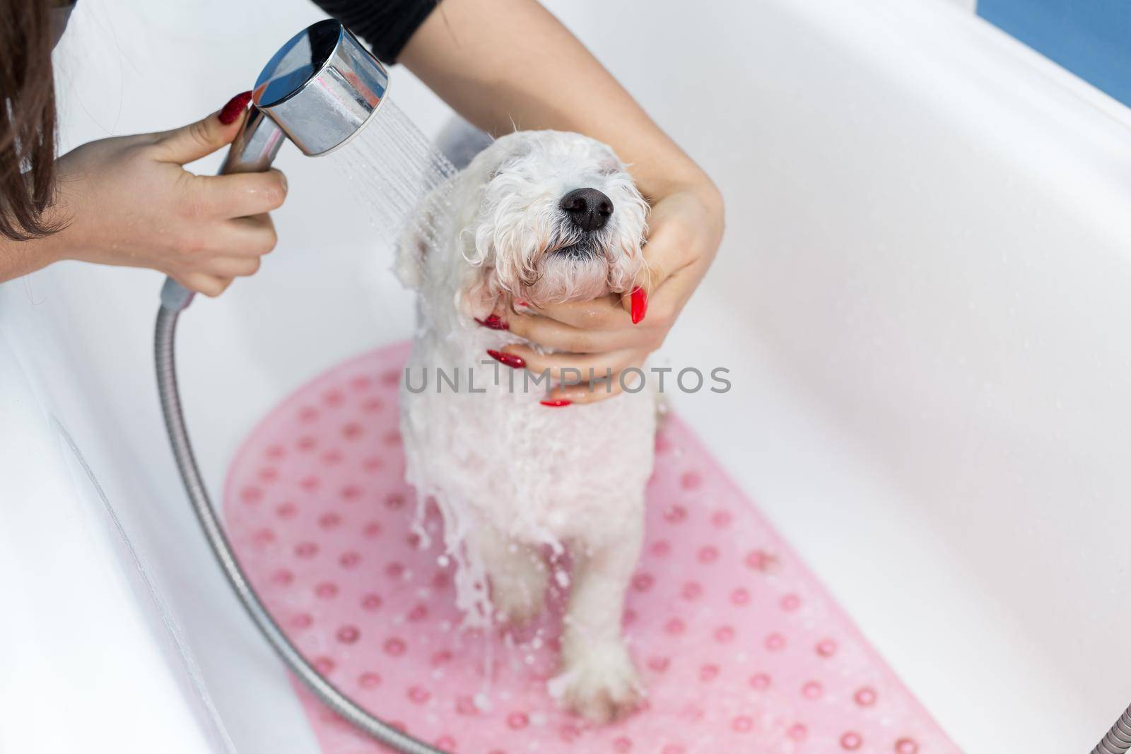 Close-up of a girl bathing her dog in the bathroom, she pours water on her from the shower. Slow motion. Care for a dog Bichon Frise, close-up. Veterinarian. Groomer. Hairdresser for animals.