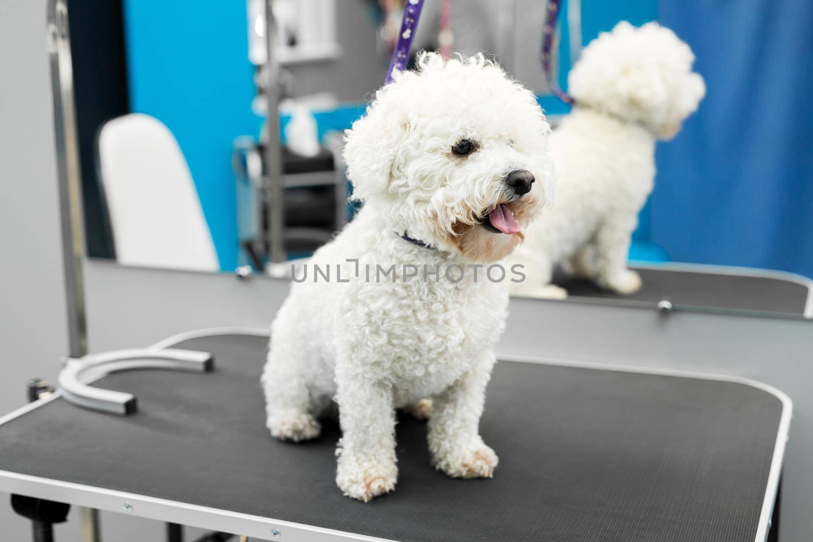 Dog Bichon Frise stands on a table in a veterinary clinic