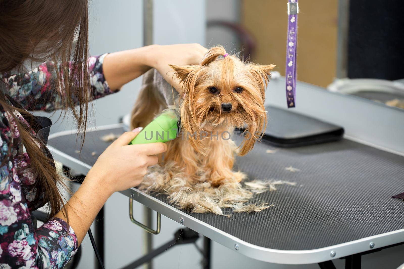 Veterinarian trimming a yorkshire terrier with a hair clipper in a veterinary clinic. Female groomer haircut Yorkshire Terrier on the table for grooming in the beauty salon for dogs. by StudioPeace