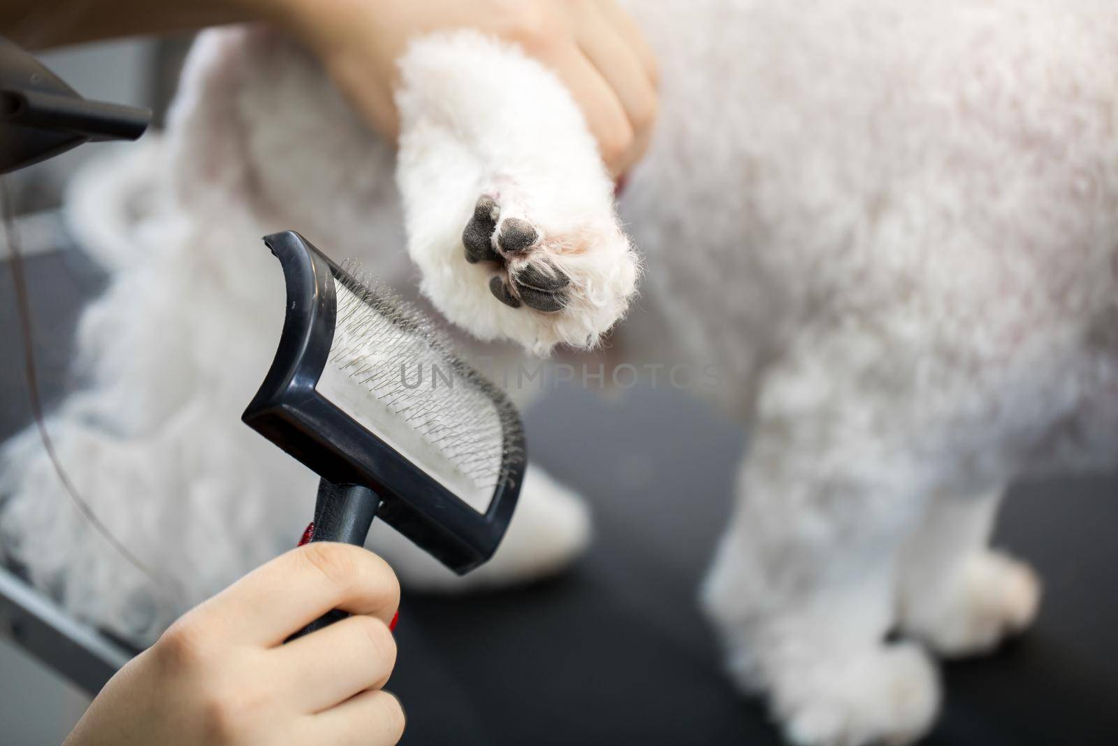 Grooming animals, grooming, drying and styling dogs, combing wool. Grooming master cuts and shaves, cares for a dog Bichon Frise. by StudioPeace