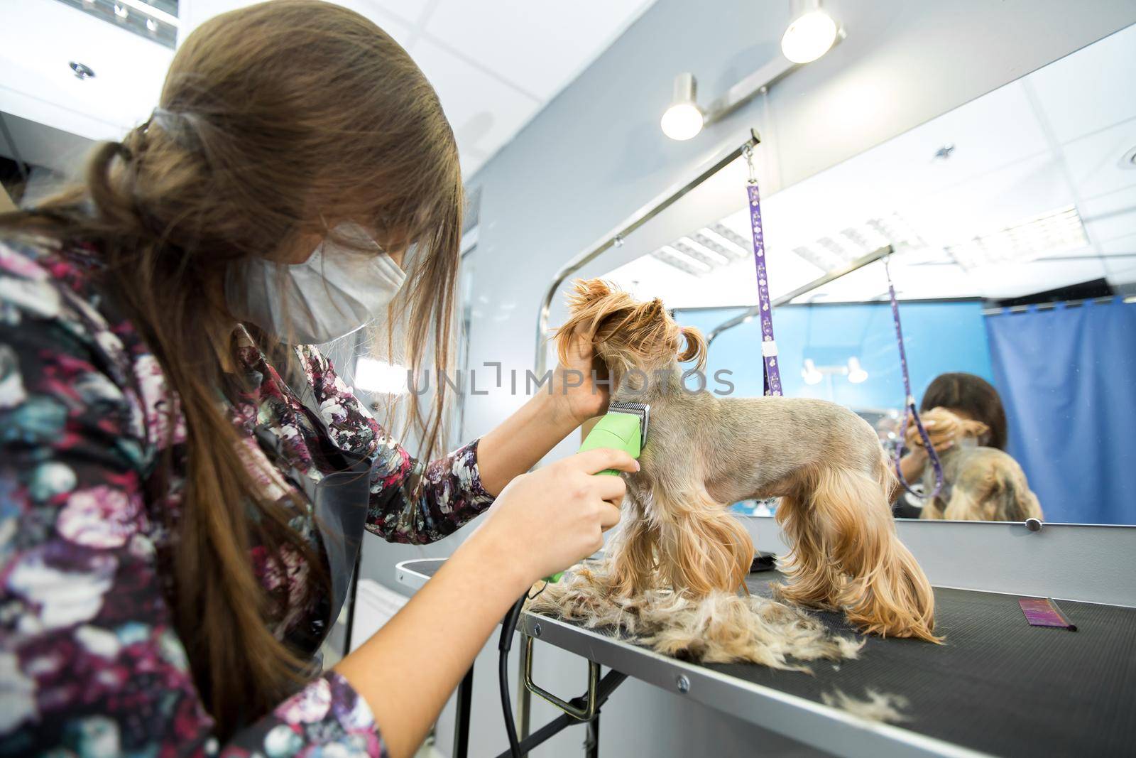 Veterinarian trimming a yorkshire terrier with a hair clipper in a veterinary clinic. Female groomer haircut Yorkshire Terrier on the table for grooming in the beauty salon for dogs