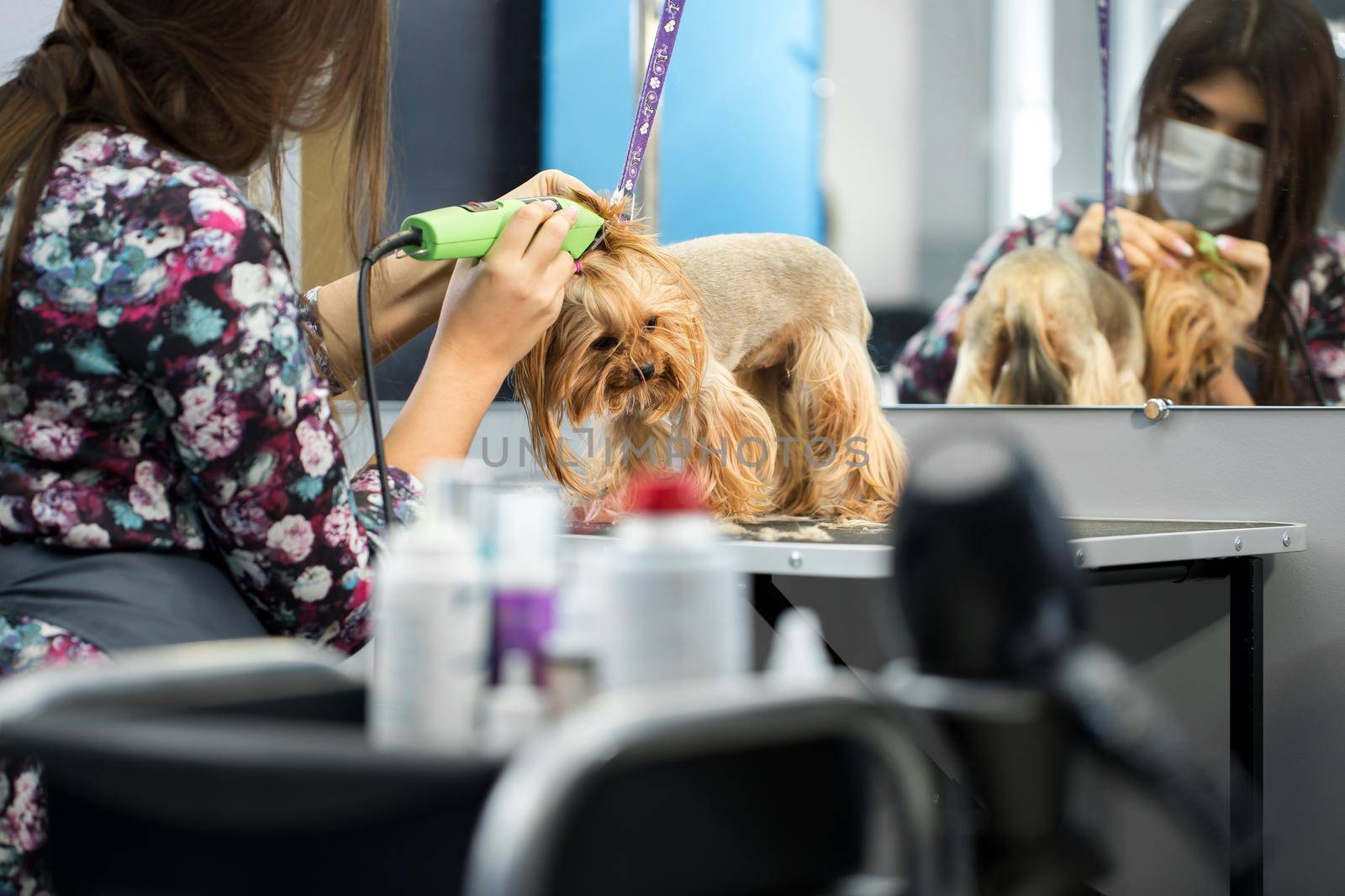 Veterinarian trimming a yorkshire terrier with a hair clipper in a veterinary clinic. Female groomer haircut Yorkshire Terrier on the table for grooming in the beauty salon for dogs