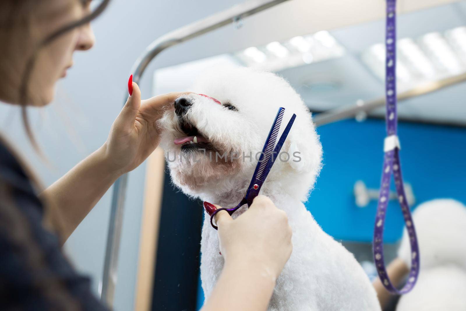 Female groomer haircut Bichon Frise on the table for grooming in the beauty salon for dogs. Process of final shearing of a dog's hair with scissors