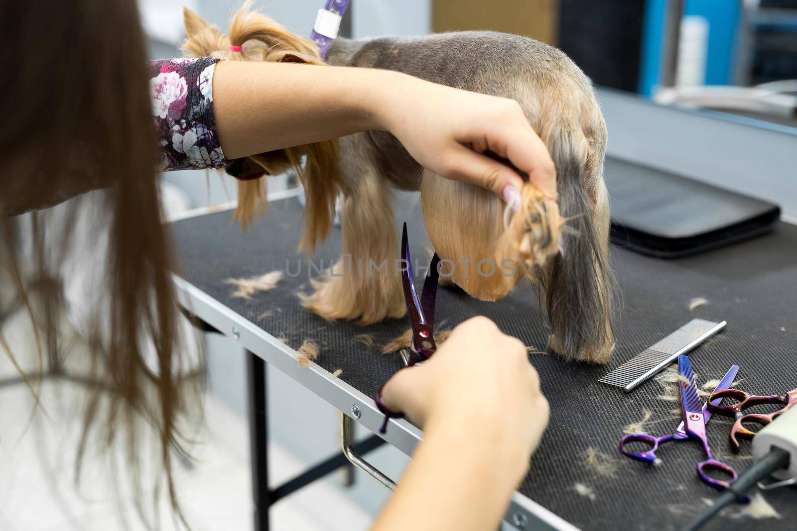 Female groomer haircut yorkshire terrier on the table for grooming in the beauty salon for dogs. Toned image. process of final shearing of a dog's hair with scissors