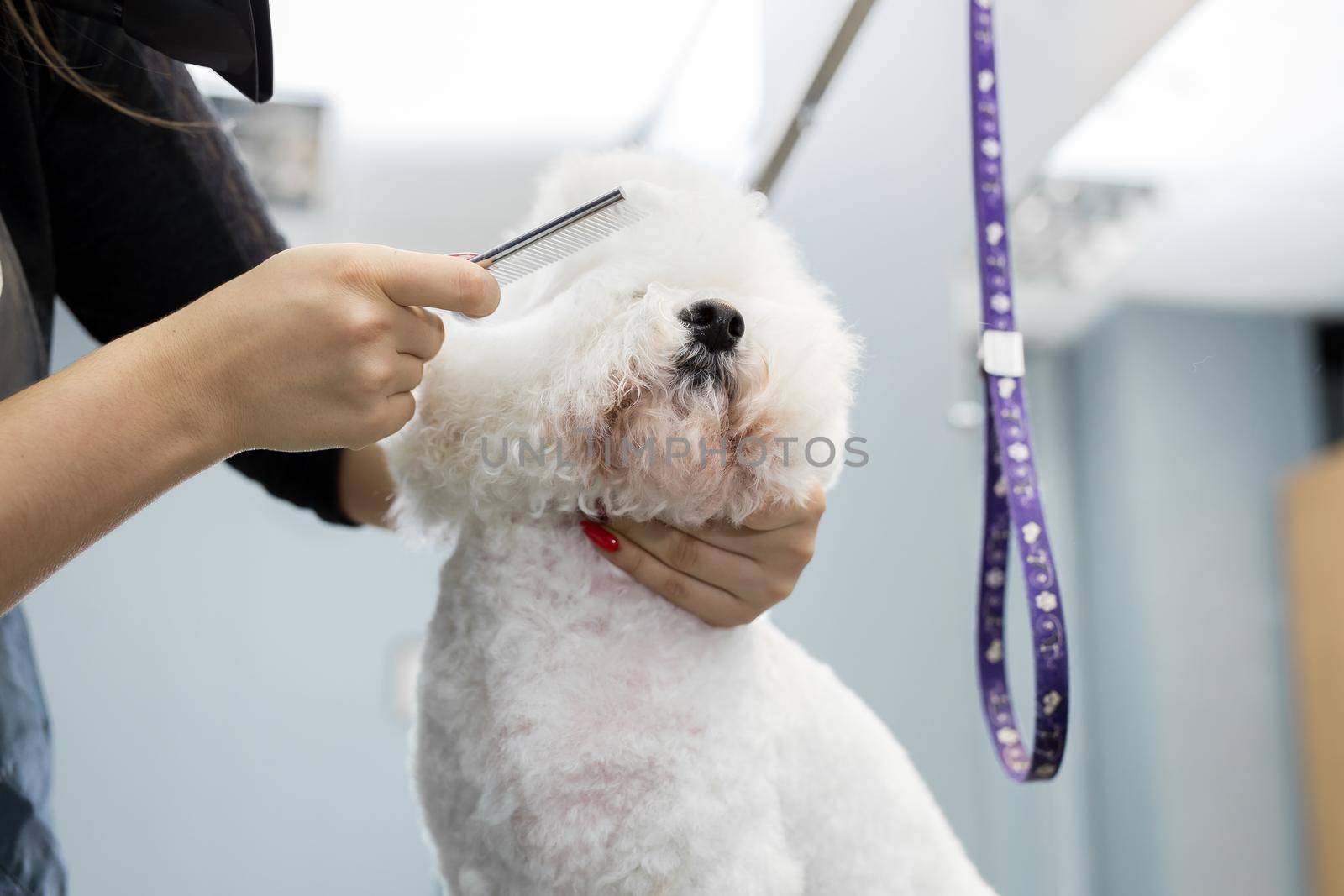 Groomer performing combing and haircut a dog Bichon Frise in the Barber shop for dogs