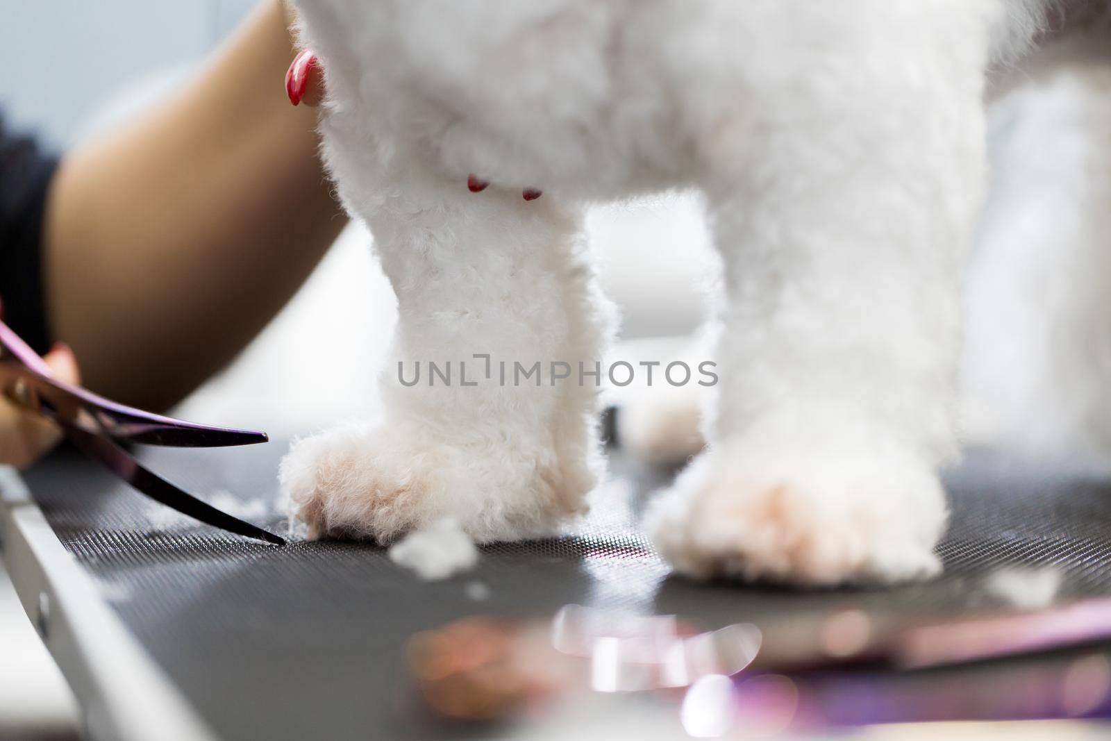 Female groomer haircut Bichon Frise on the table for grooming in the beauty salon for dogs. Process of final shearing of a dog's hair with scissors. by StudioPeace