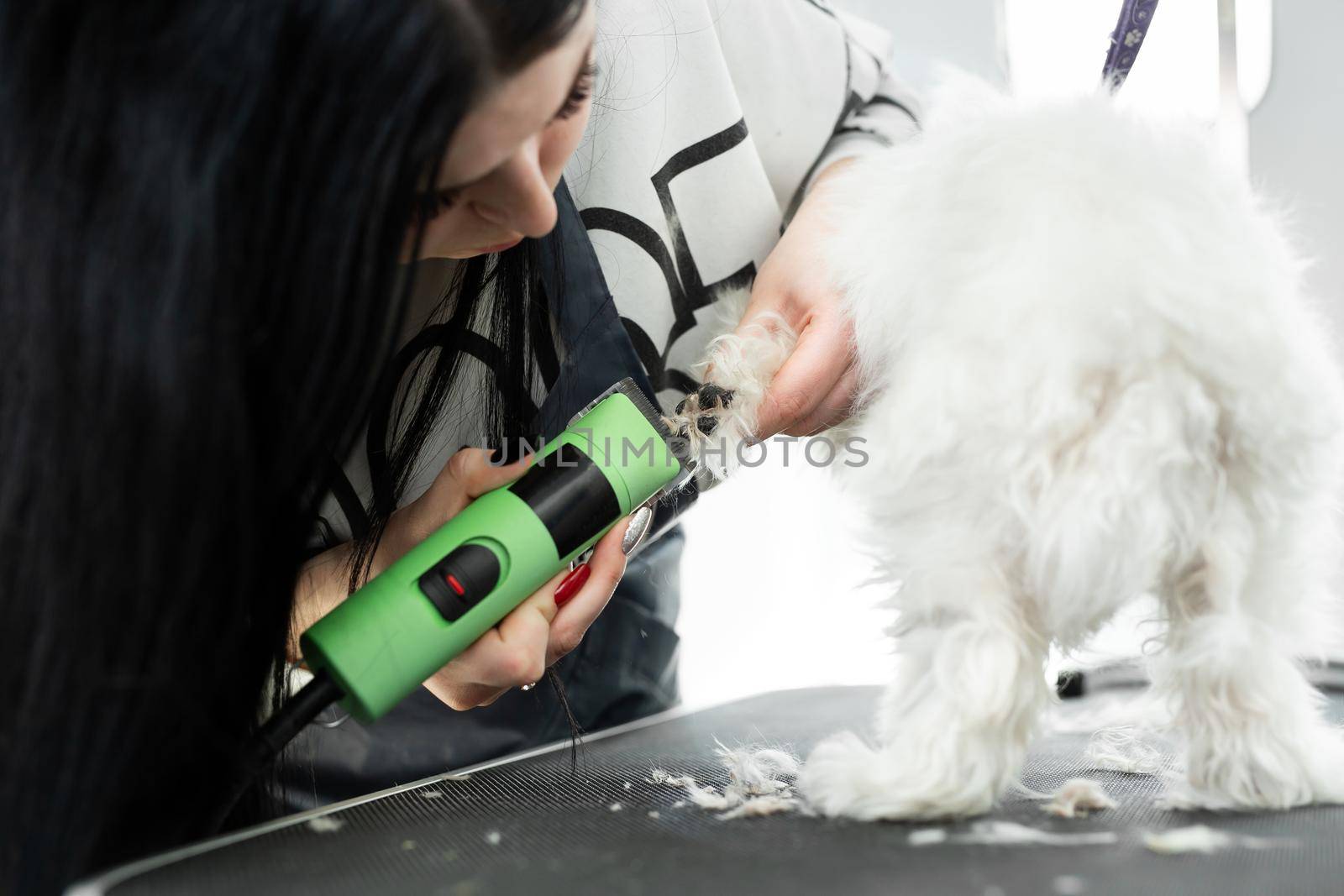 Bolonka Bolognese puppy getting haircut with a shaving machine by StudioPeace