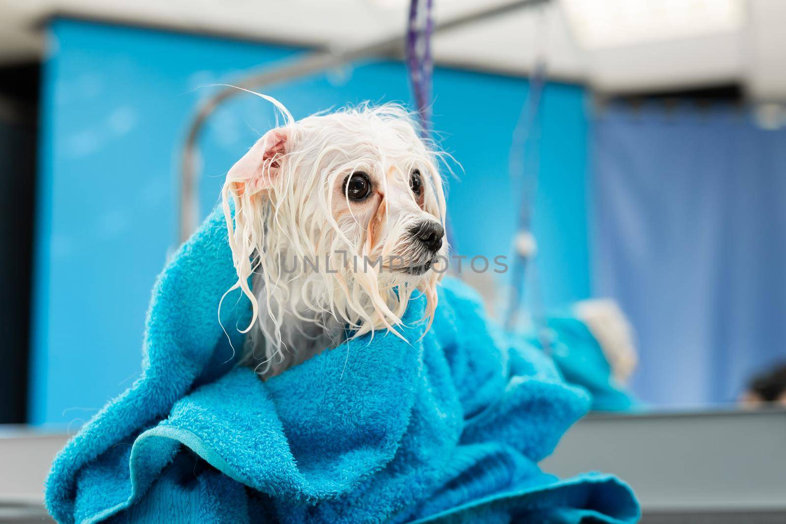 Close-up of a wet Bolonka Bolognese wrapped in a blue towel on a table at a veterinary clinic. A small dog was washed before shearing, she's cold and shivering by StudioPeace