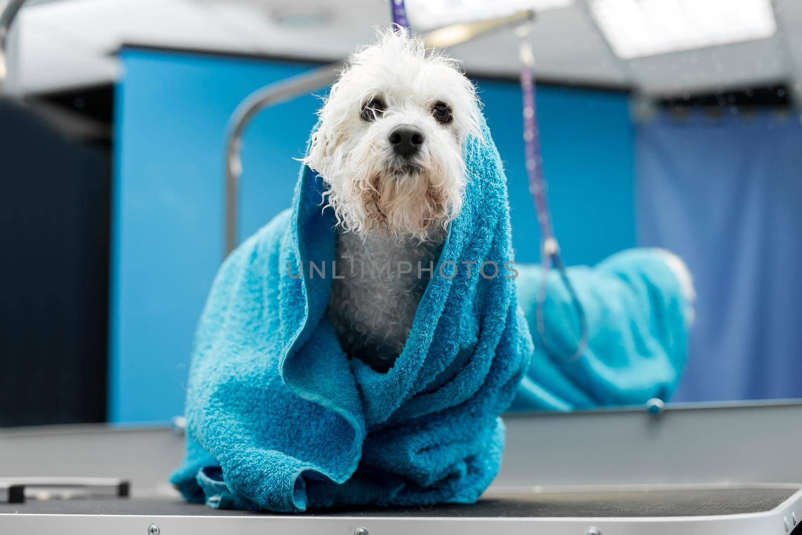 Close-up of a wet Bichon Frise wrapped in a blue towel on a table at a veterinary clinic. Care and care of dogs. A small dog was washed before shearing, she's cold and shivering