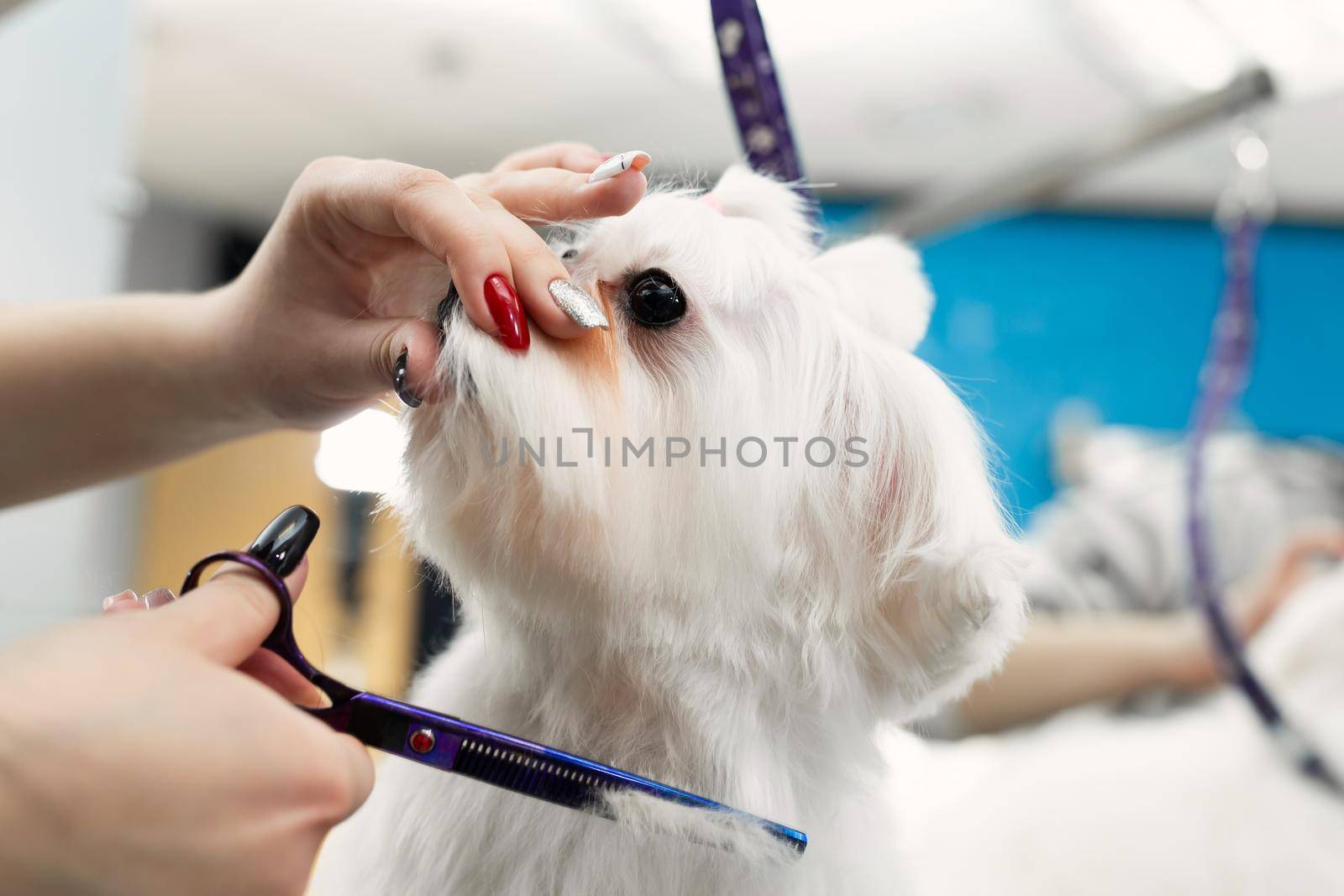 Female groomer haircut Bolonka Bolognese on the table for grooming in the beauty salon for dogs. Process of final shearing of a dog's hair with scissors by StudioPeace