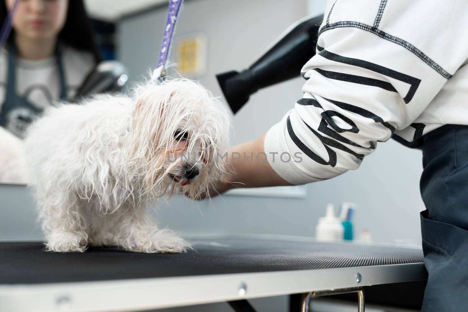 Veterinarian blow-dry a Bolonka Bolognese's hair in a veterinary clinic, close-up. Haircut and grooming in the beauty salon for dogs.