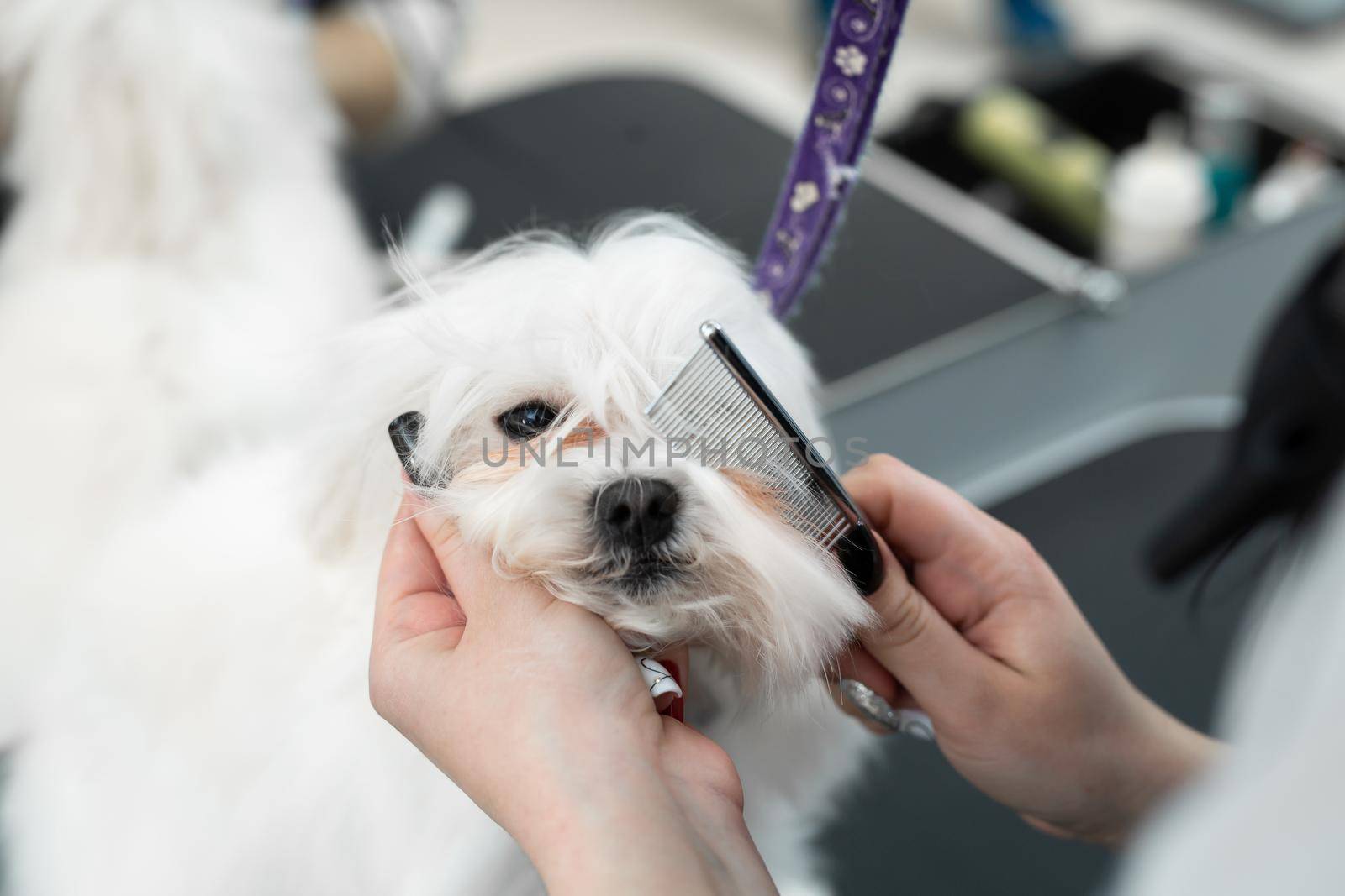 Grooming animals, grooming, drying and styling dogs, combing wool. Grooming master cuts and shaves, cares for a dog. Beautiful Bolonka Bolognese.