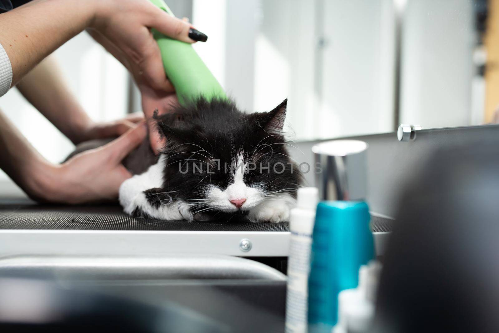 Cat grooming in pet beauty salon. Grooming master cuts and shaves a cat, cares for a cat. The vet uses an electric shaving machine for the cat by StudioPeace