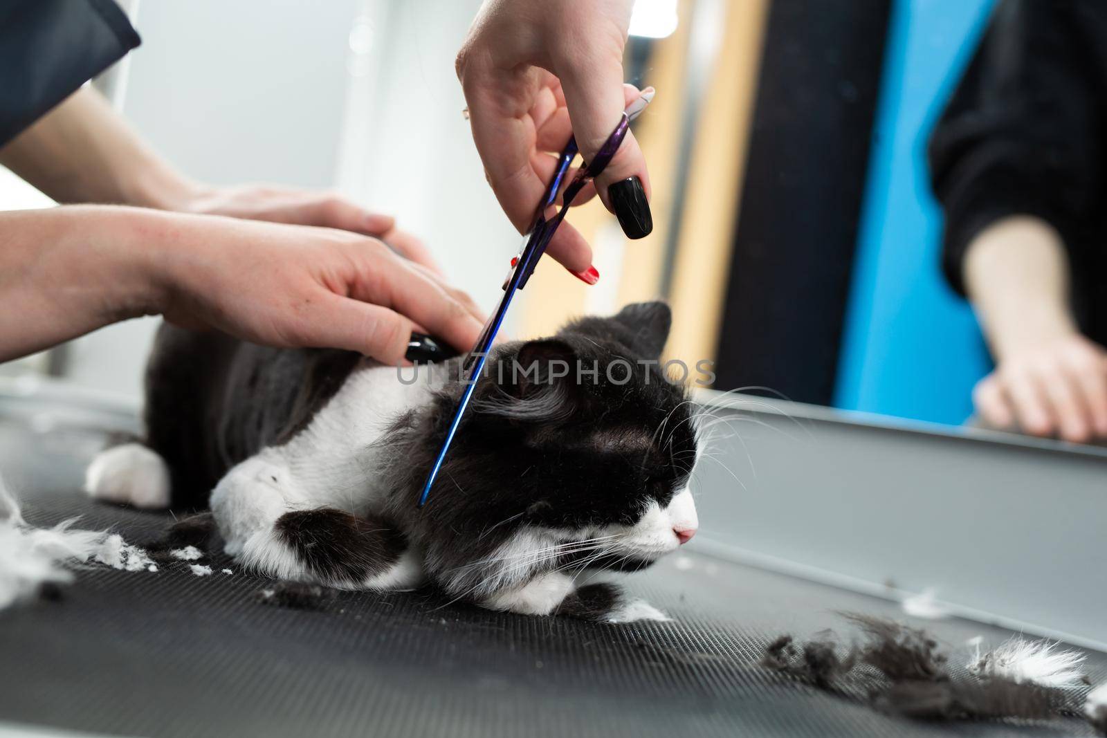 Veterinarian is shearing a cat with scissors in a pet beauty salon. A female Barber shaves a black and white cat. Grooming animals by StudioPeace