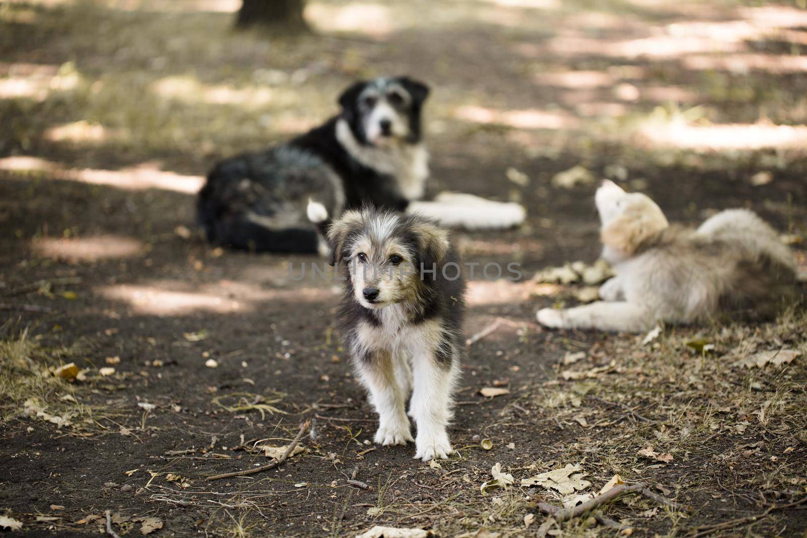 Homeless stray small dog outdoors. Cute three dogs. Family