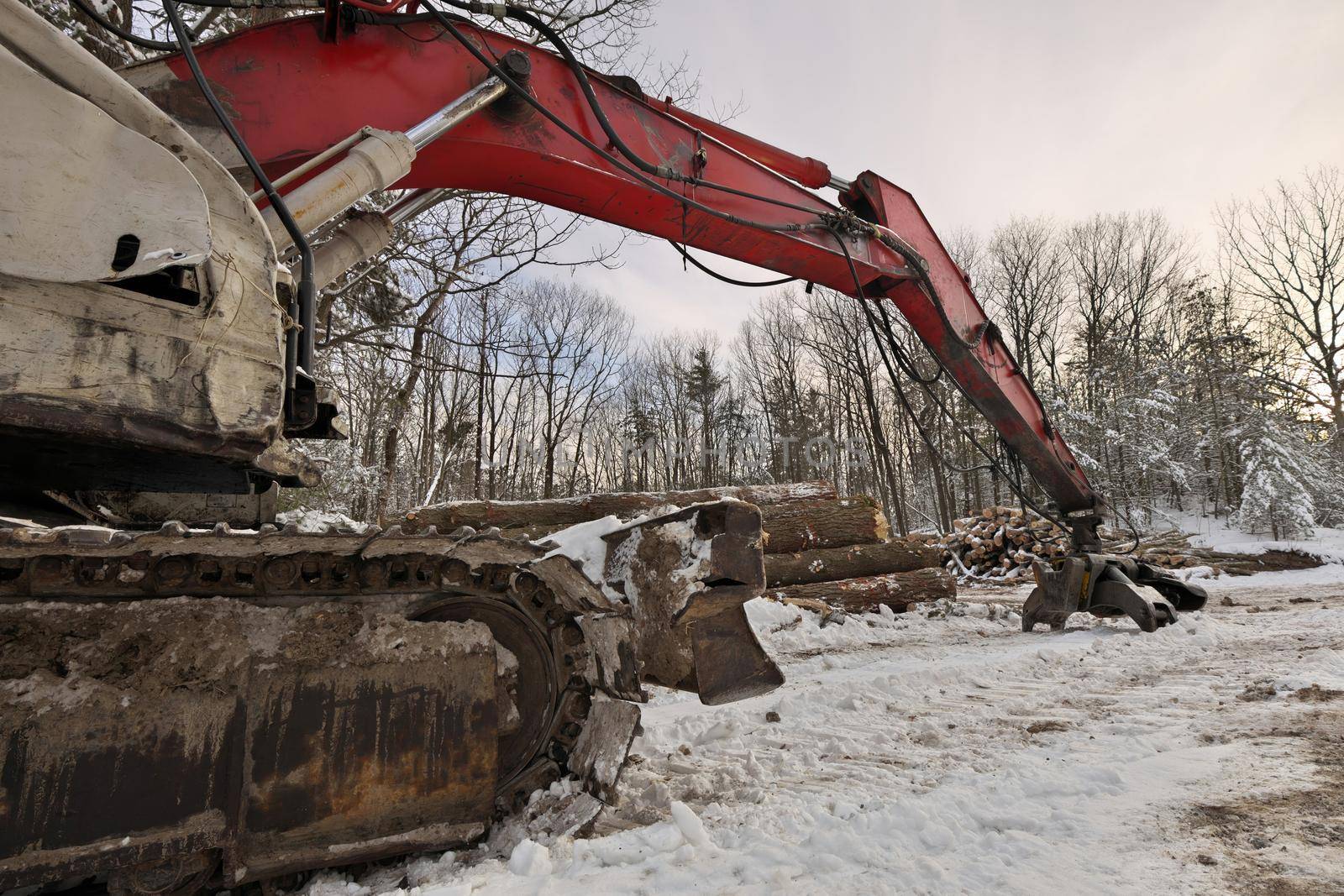 Close up of Knuckleboom Log loader with Freshly Harvested and piled timber logs by Forest in Winter. High quality photo.