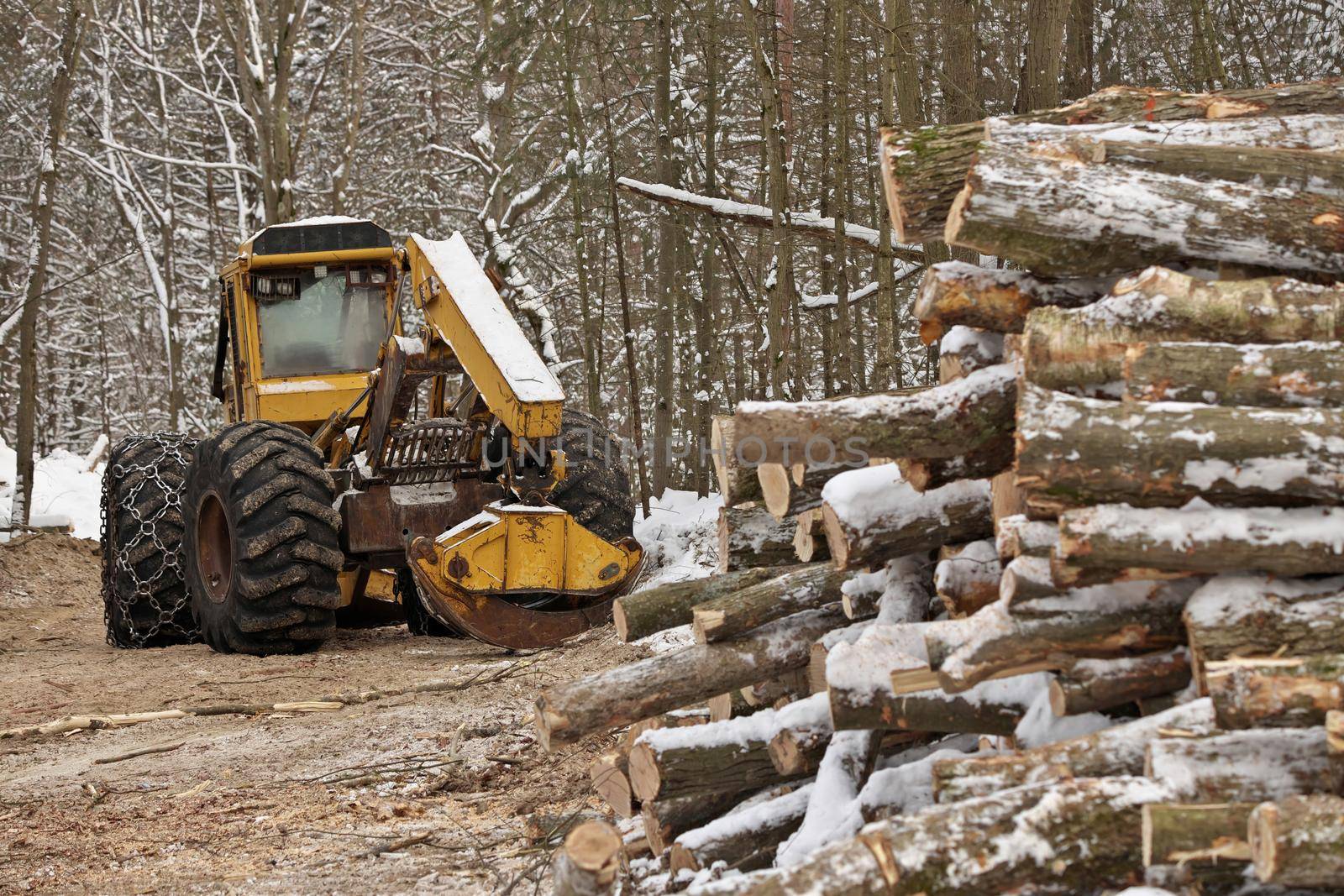 Log or Logging Skidder with Freshly Harvested and piled timber logs by Forest in Winter. High quality photo.