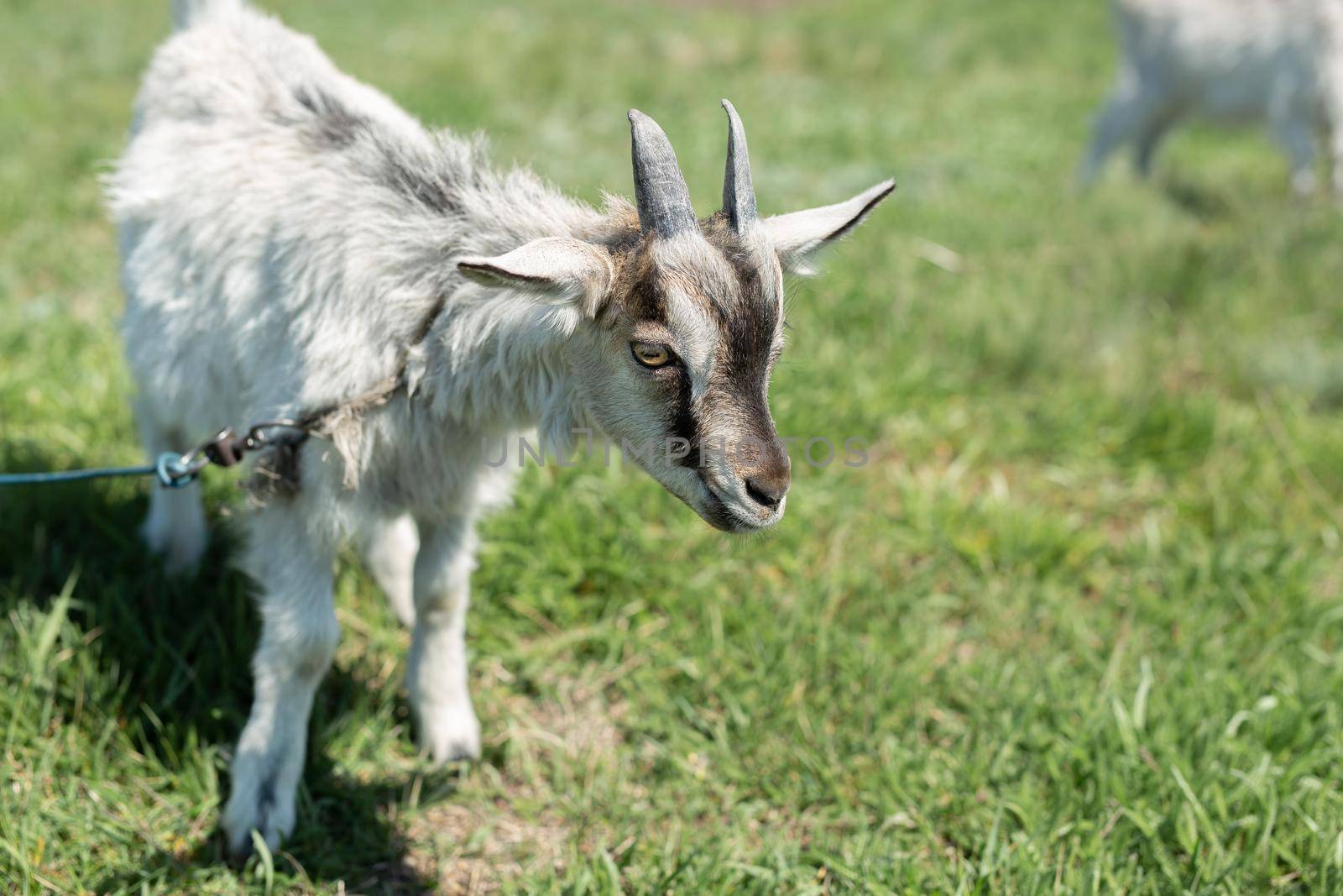 A young goat grazes in a meadow.
